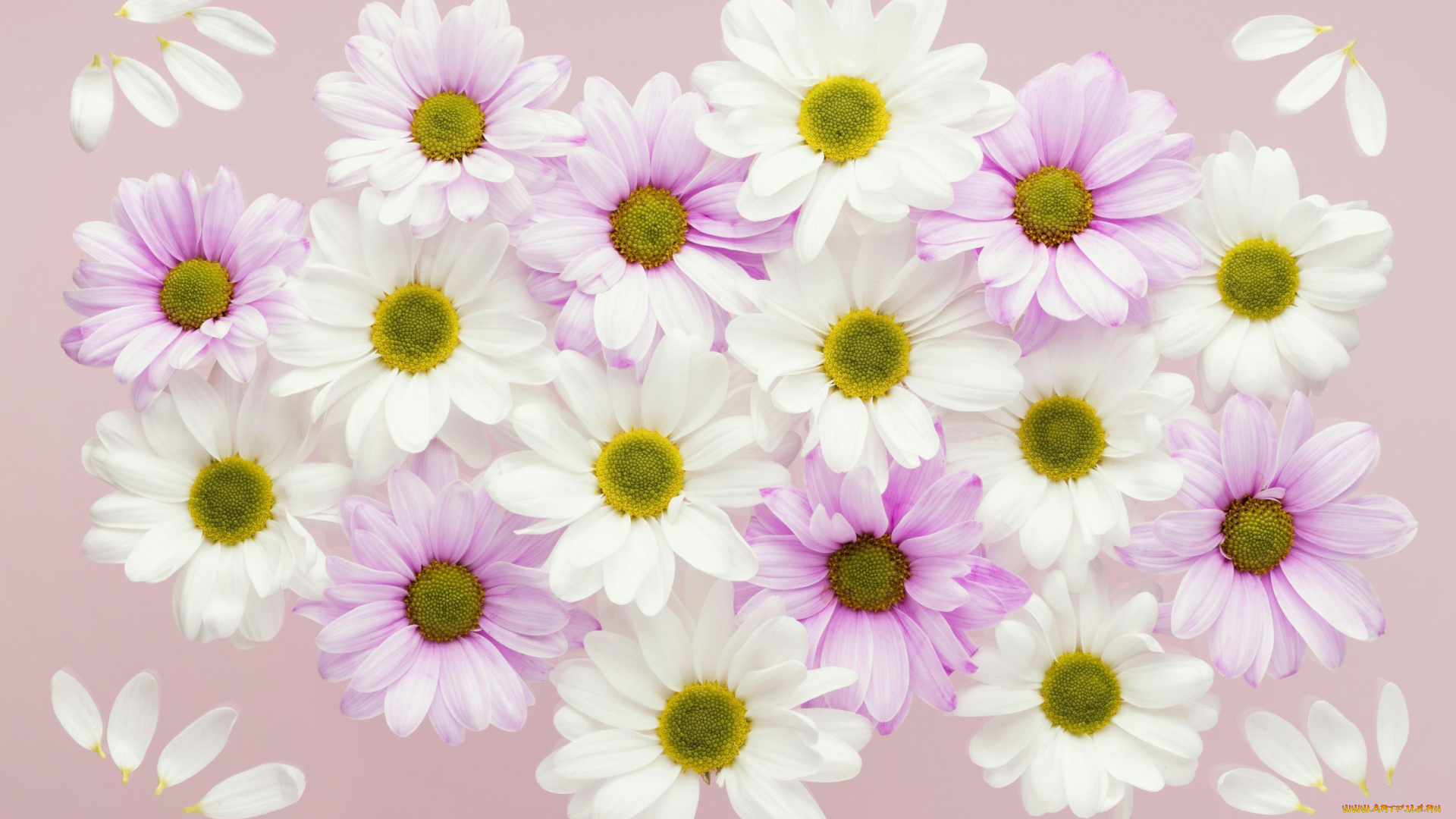 цветы, хризантемы, белые, розовые, лепестки