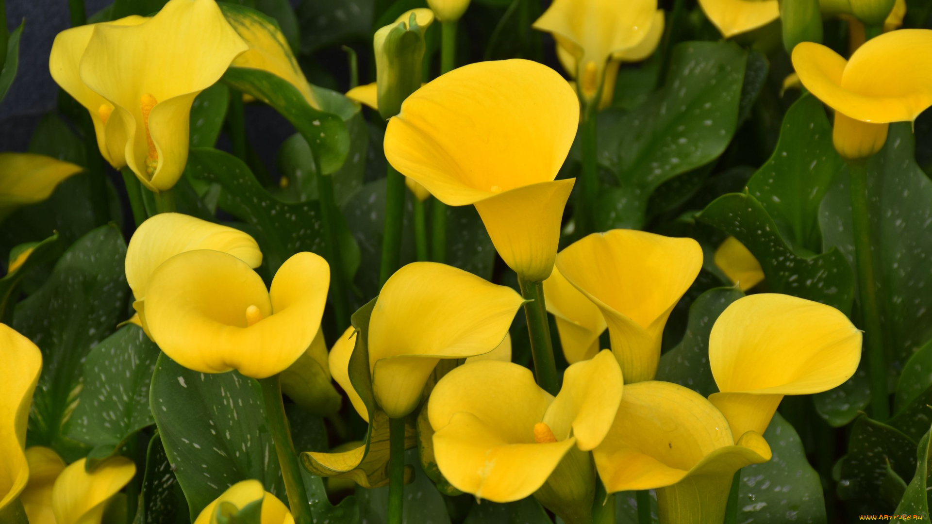 цветы, каллы, желтые, много