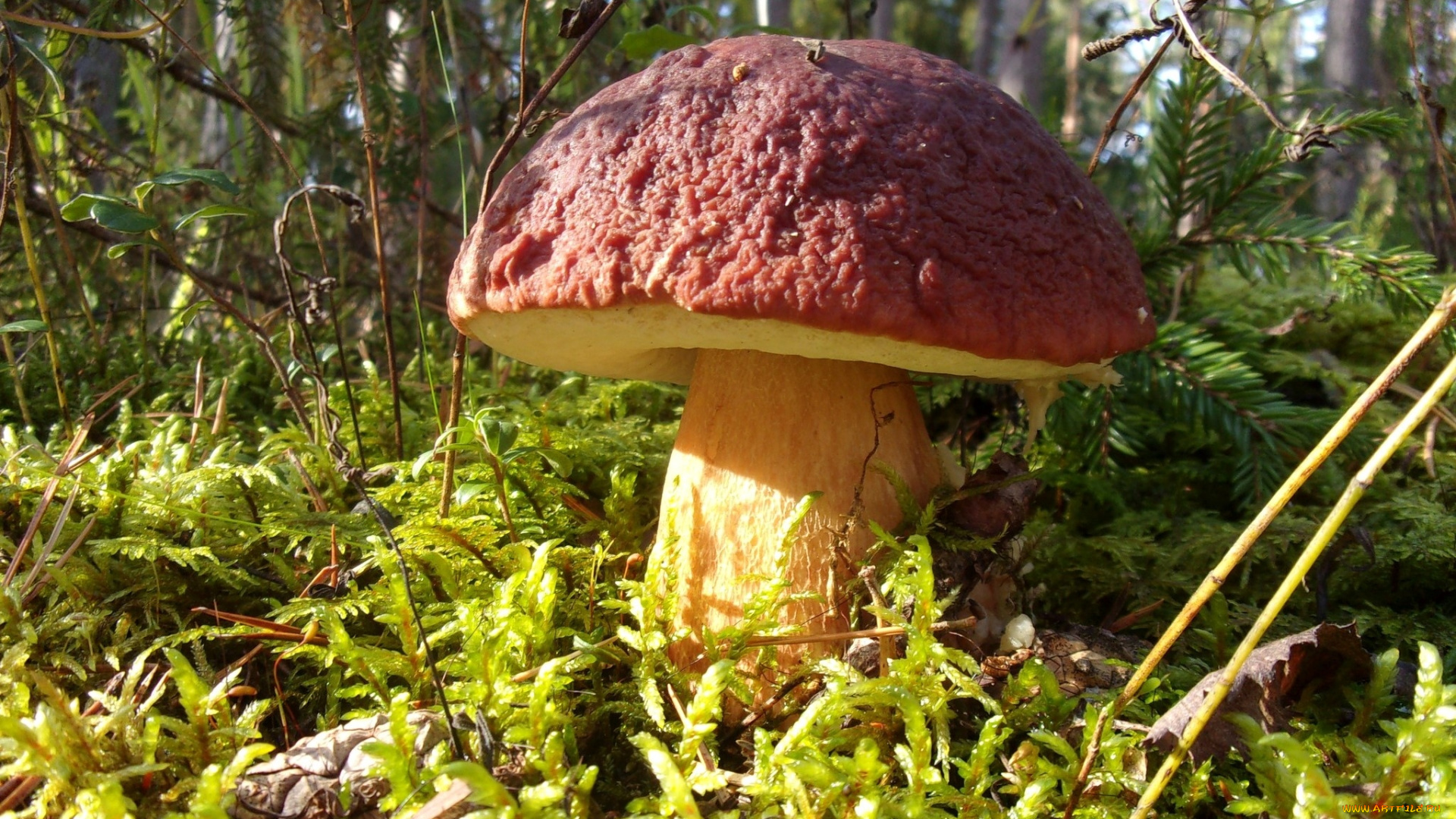 природа, грибы, боровик, трава