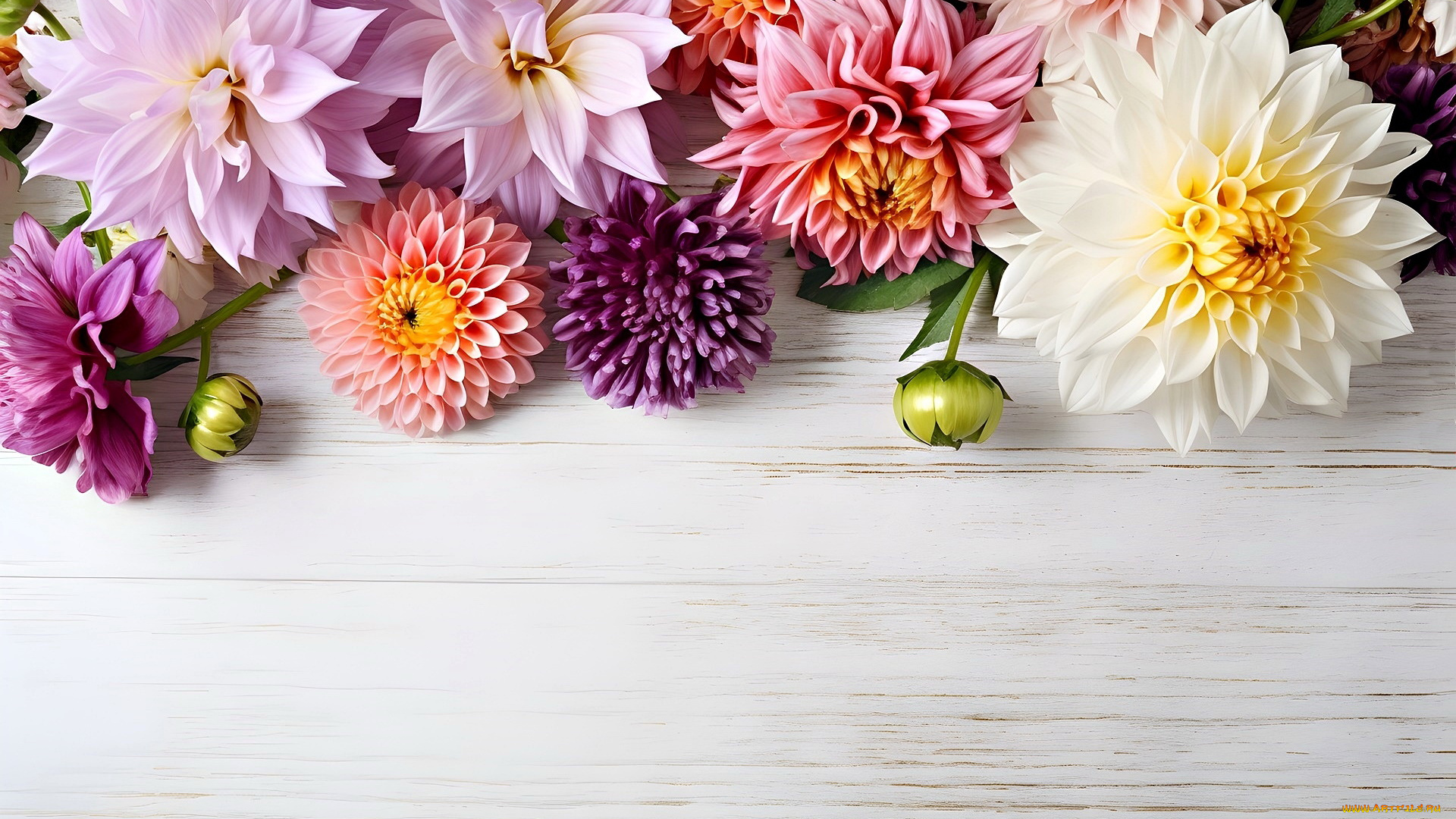 3д, графика, цветы, , flowers, георгины