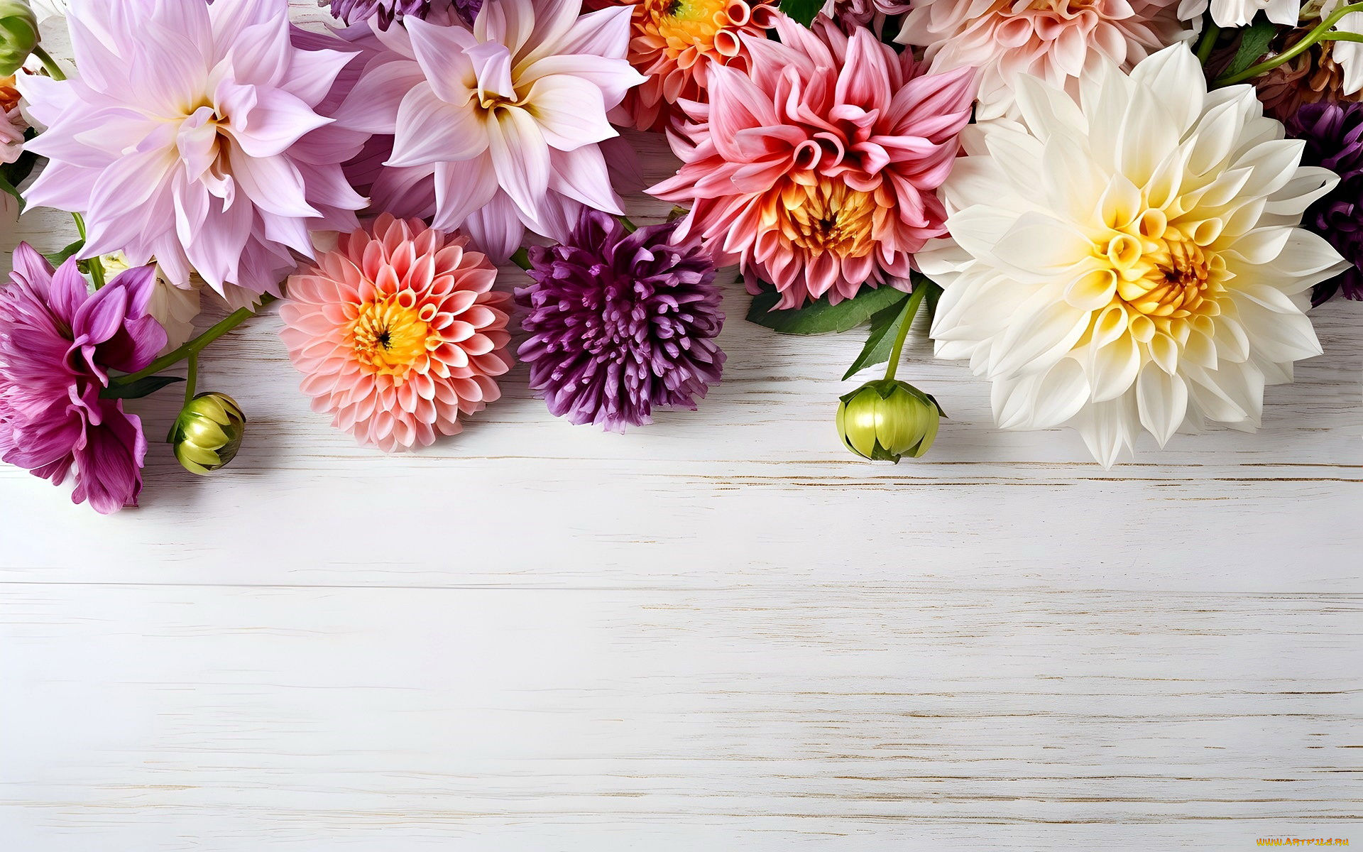 3д, графика, цветы, , flowers, георгины