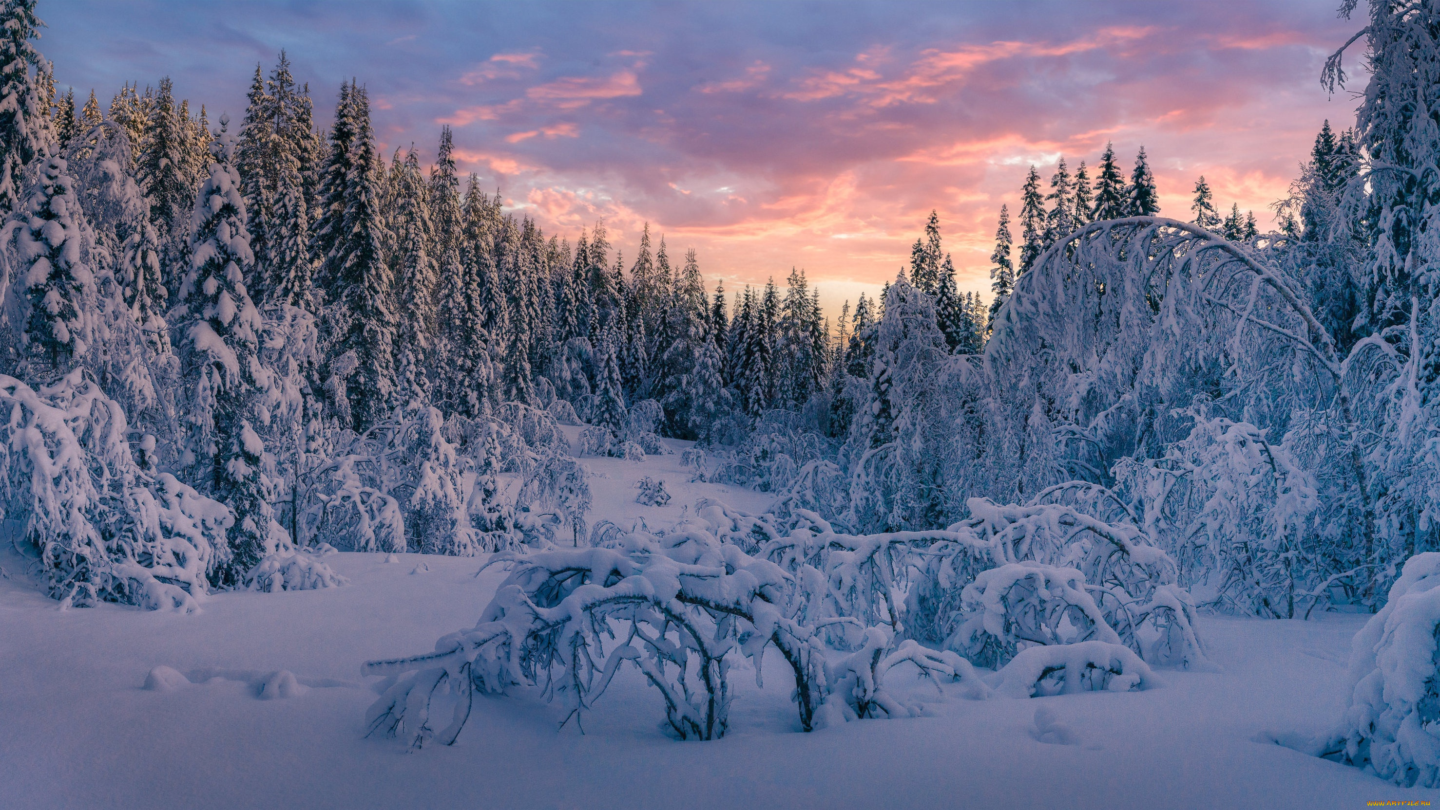 природа, лес, зима, снег