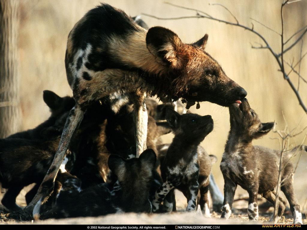 животные, гиены, гиеновые, собаки