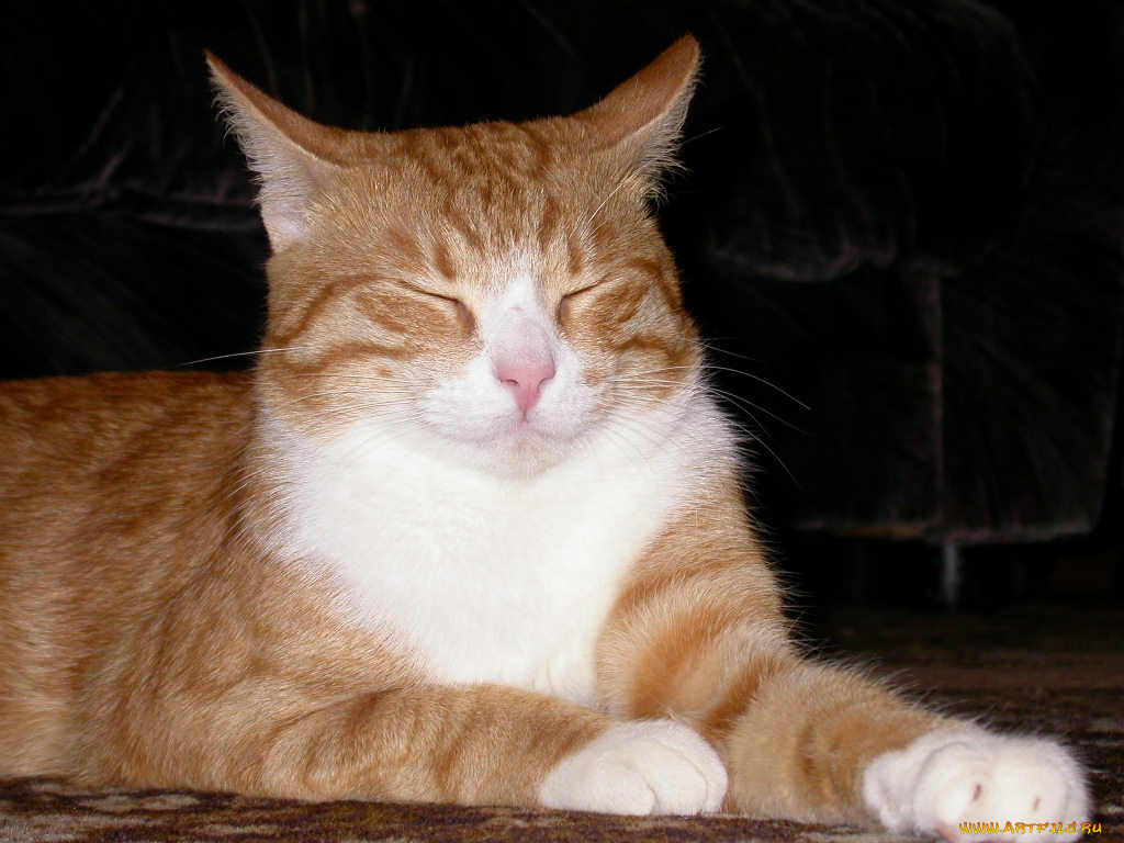 животные, коты