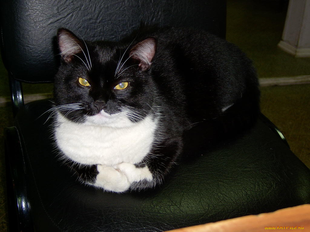 животные, коты