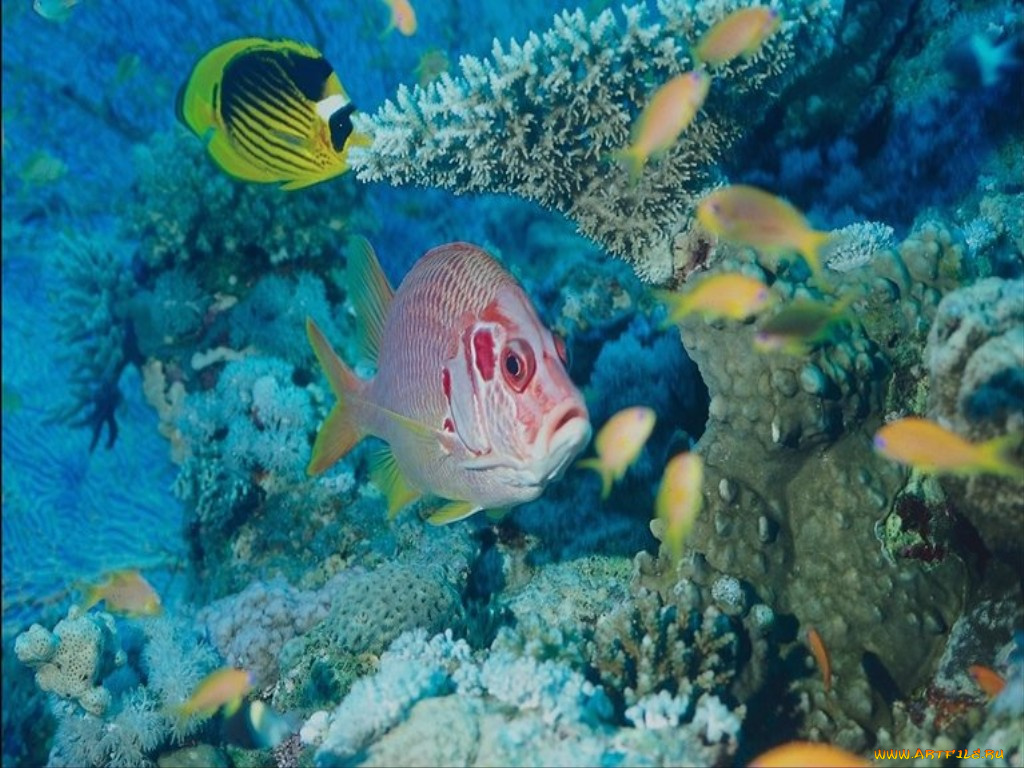 животные, рыбы