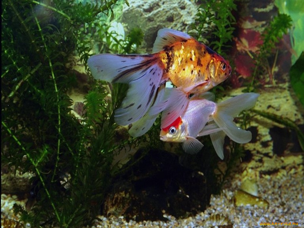 животные, рыбы