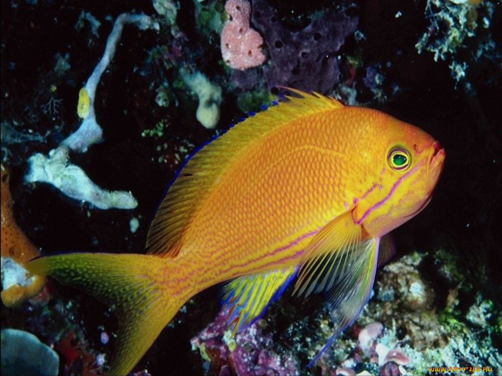 животные, рыбы