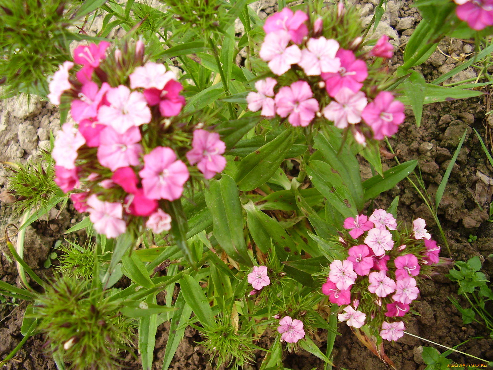 цветы, гвоздики