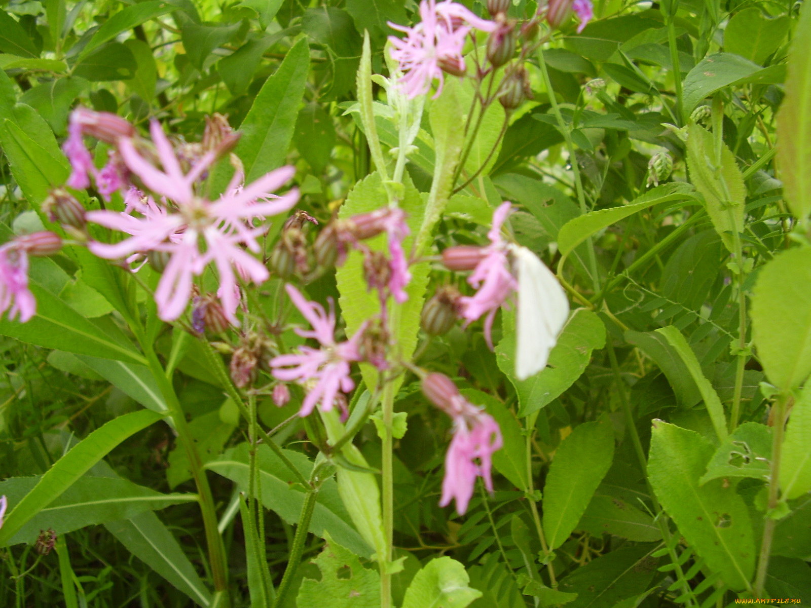 цветы, луговые, полевые