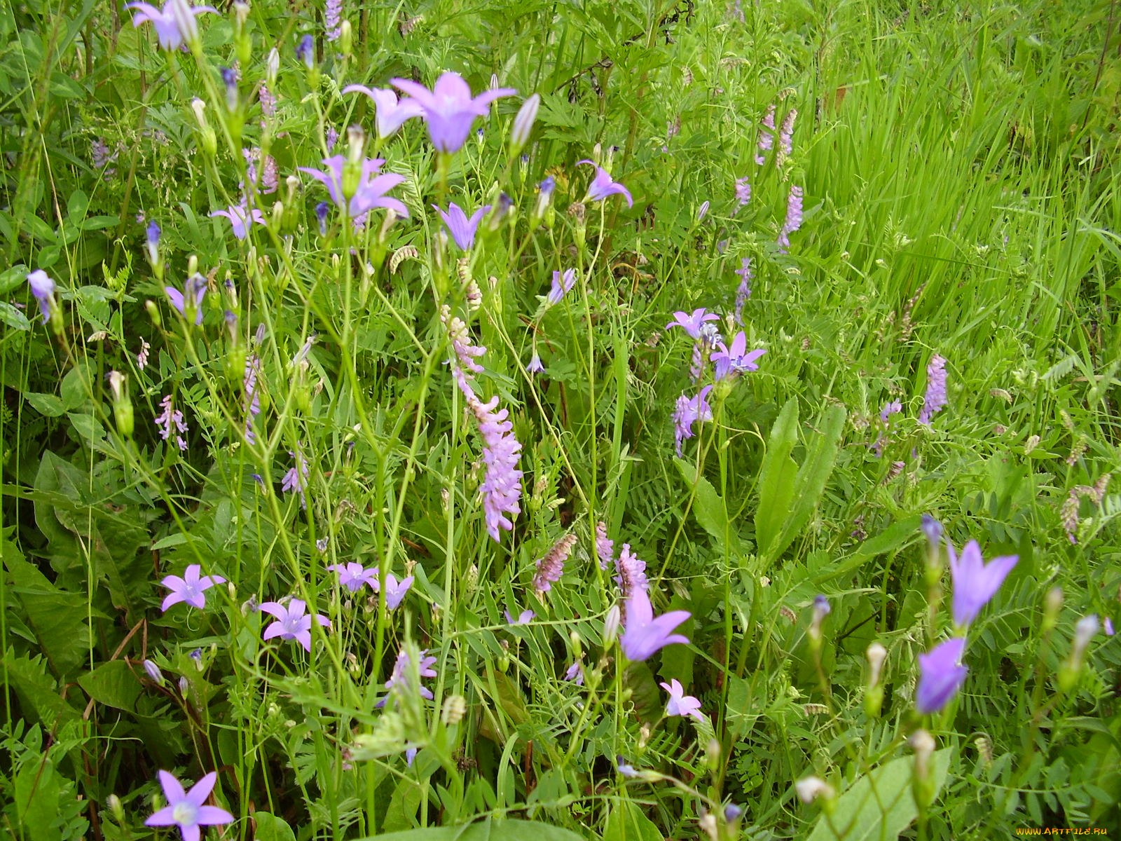 цветы, луговые, полевые