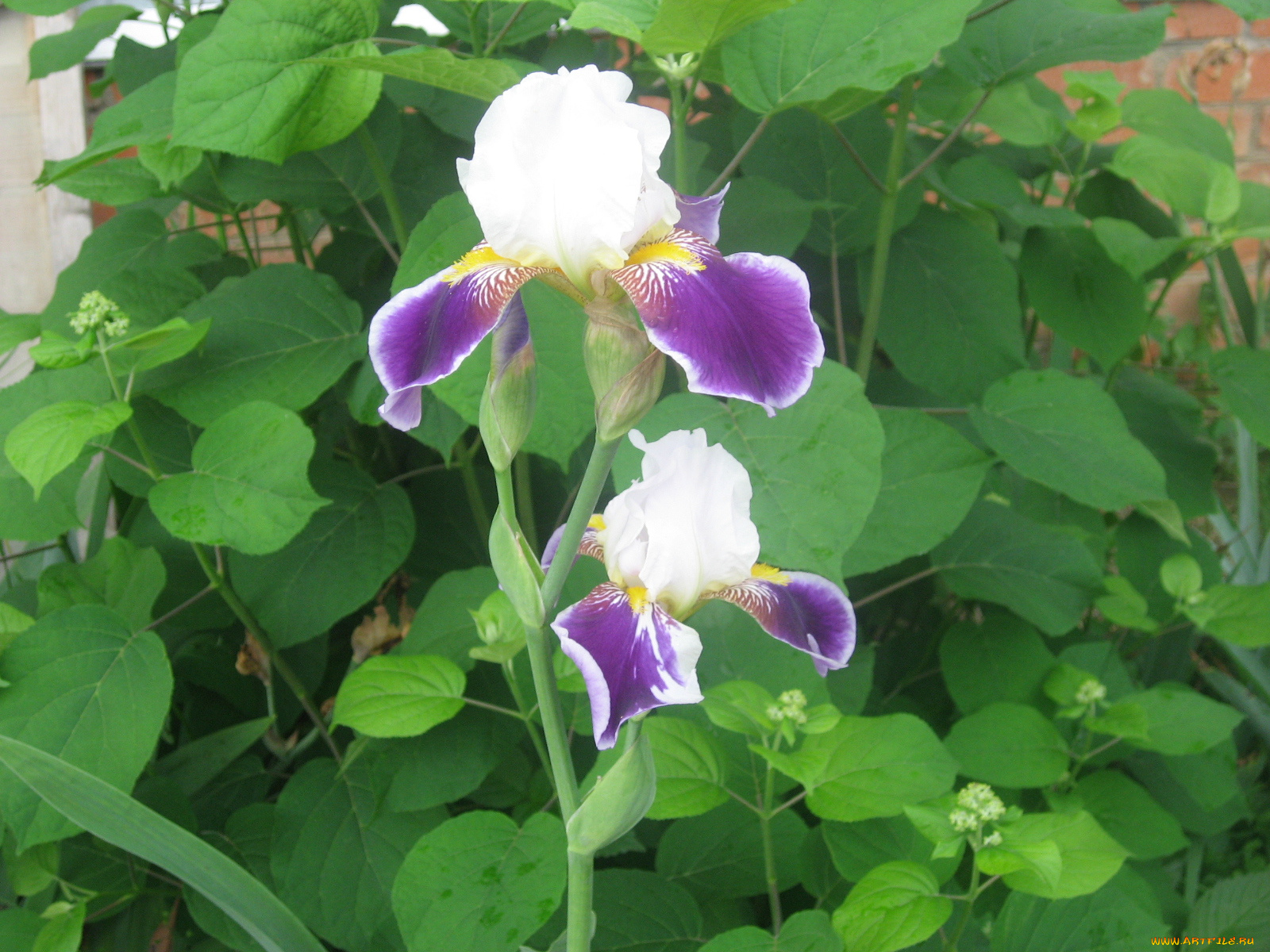 ирисы, цветы