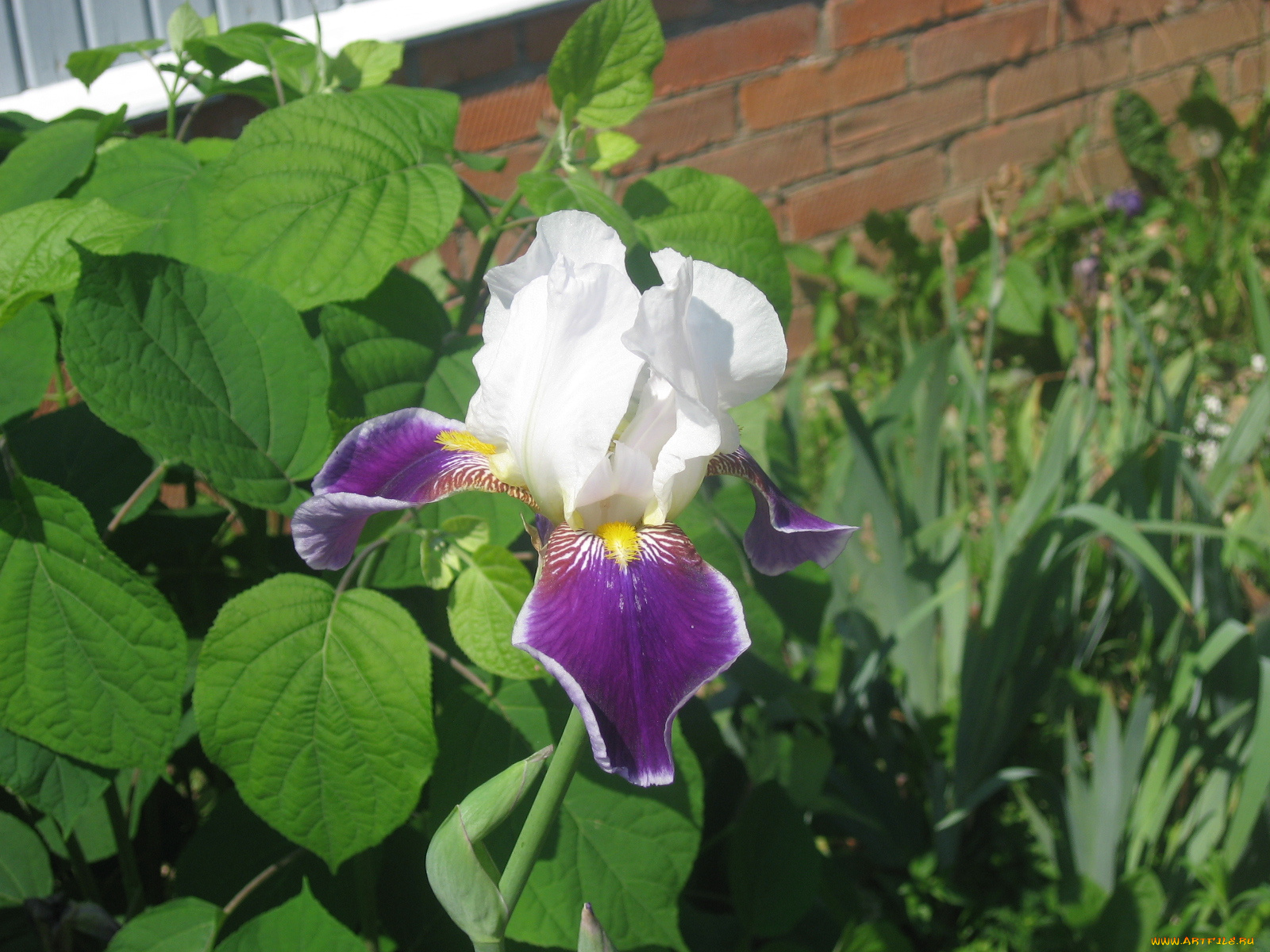 ирисы, цветы