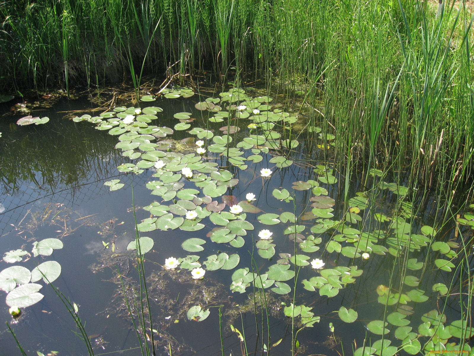 кувшинки, цветы, лилии, водяные, нимфеи