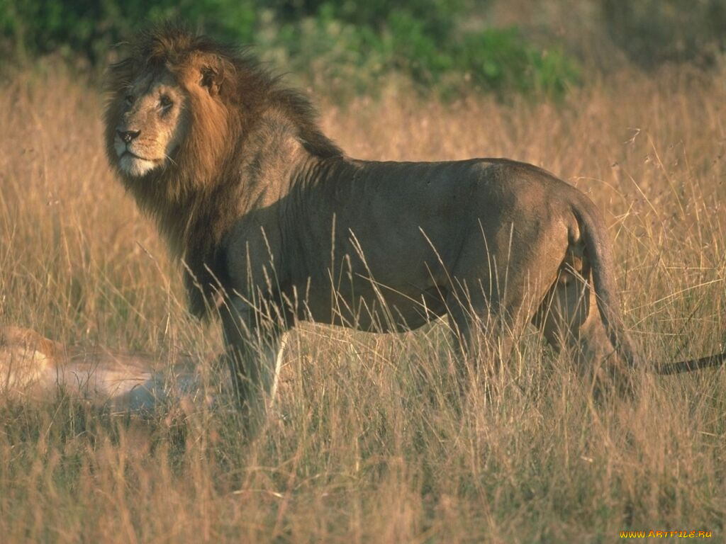 животные, львы