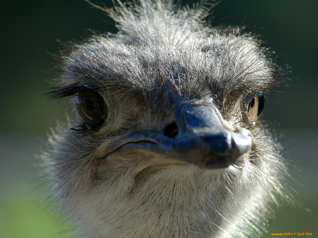 животные, страусы