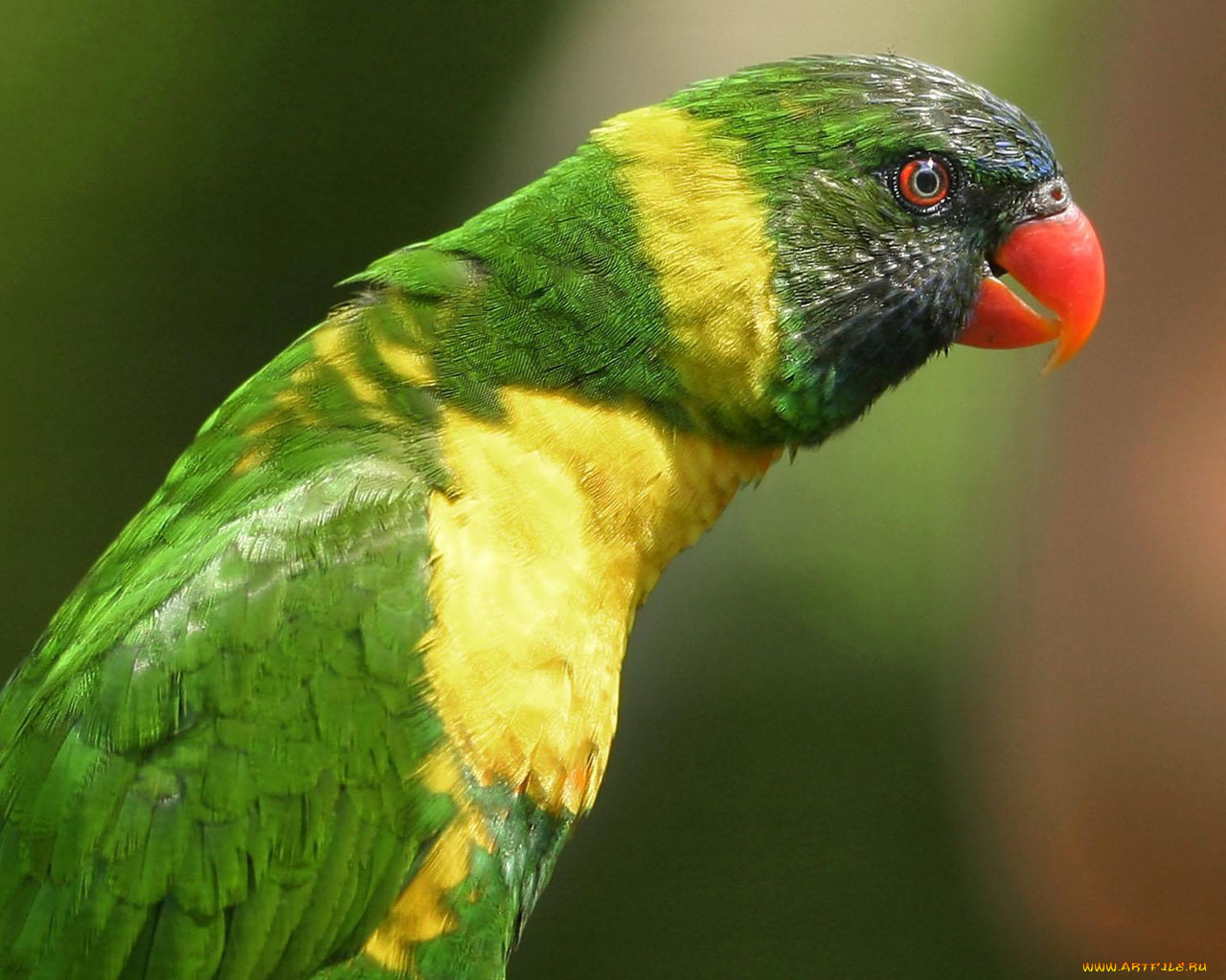животные, попугаи