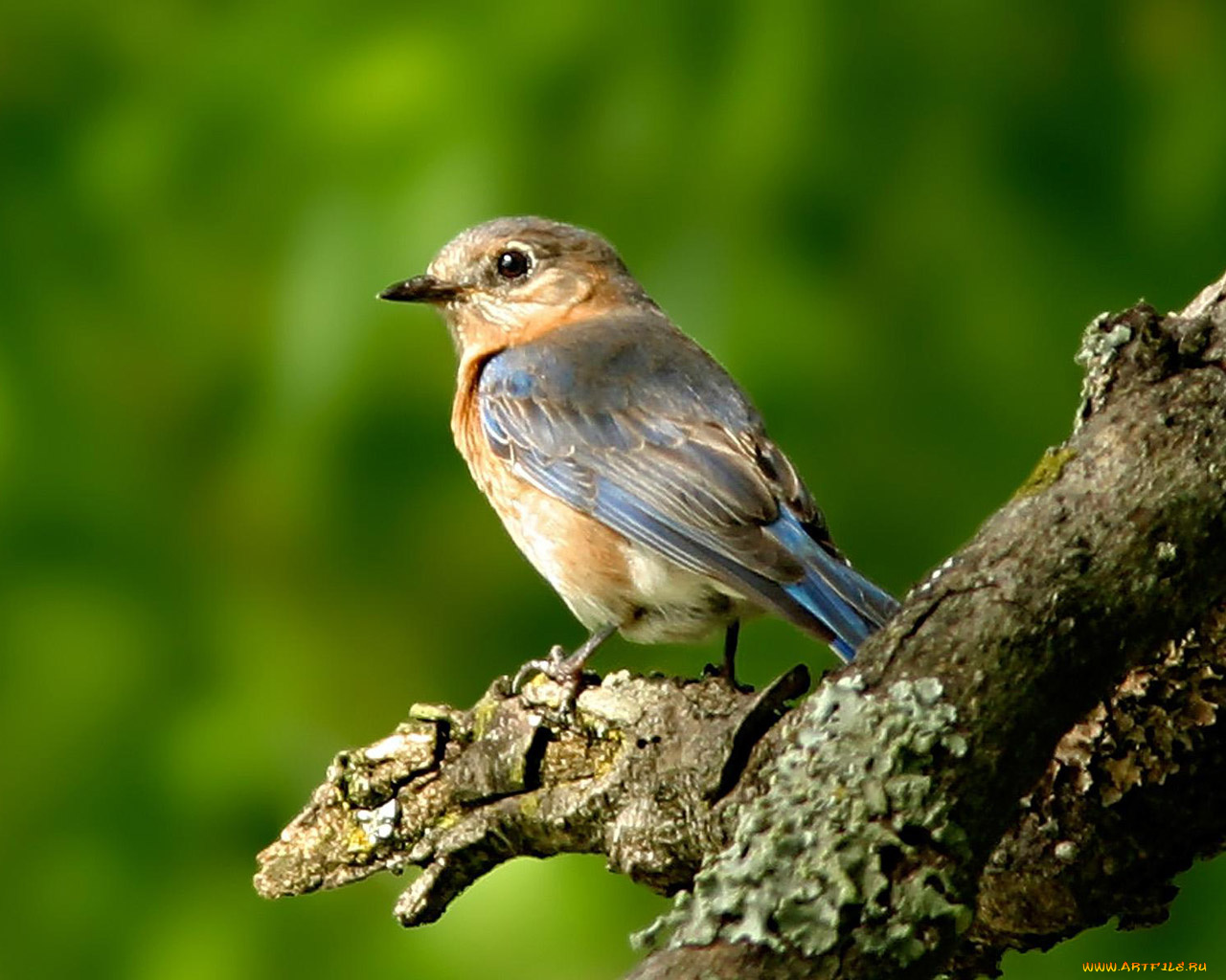 животные, птицы