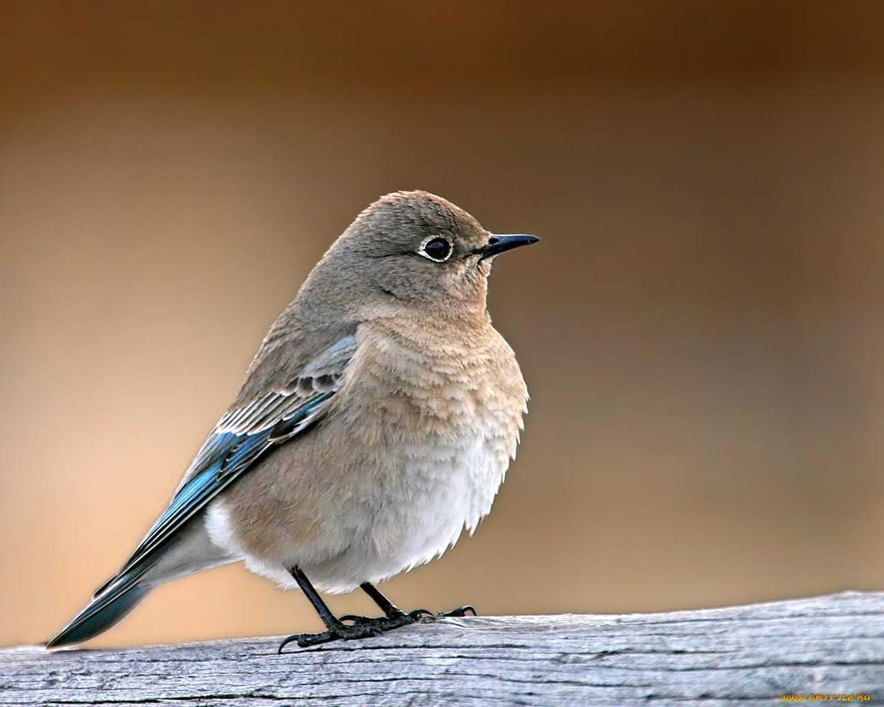 животные, птицы