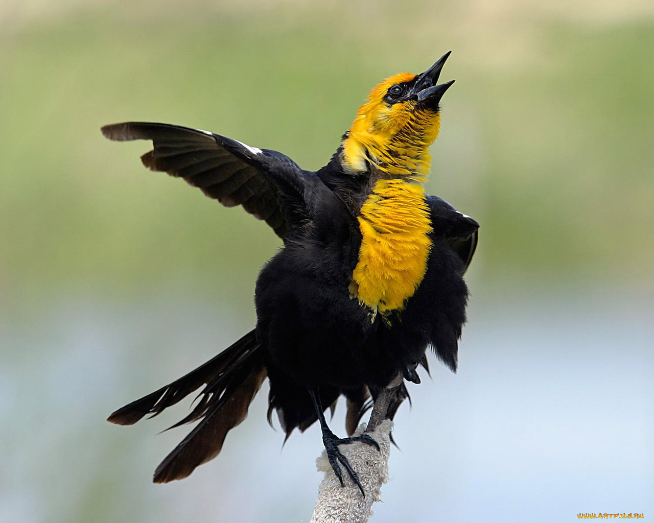 животные, птицы