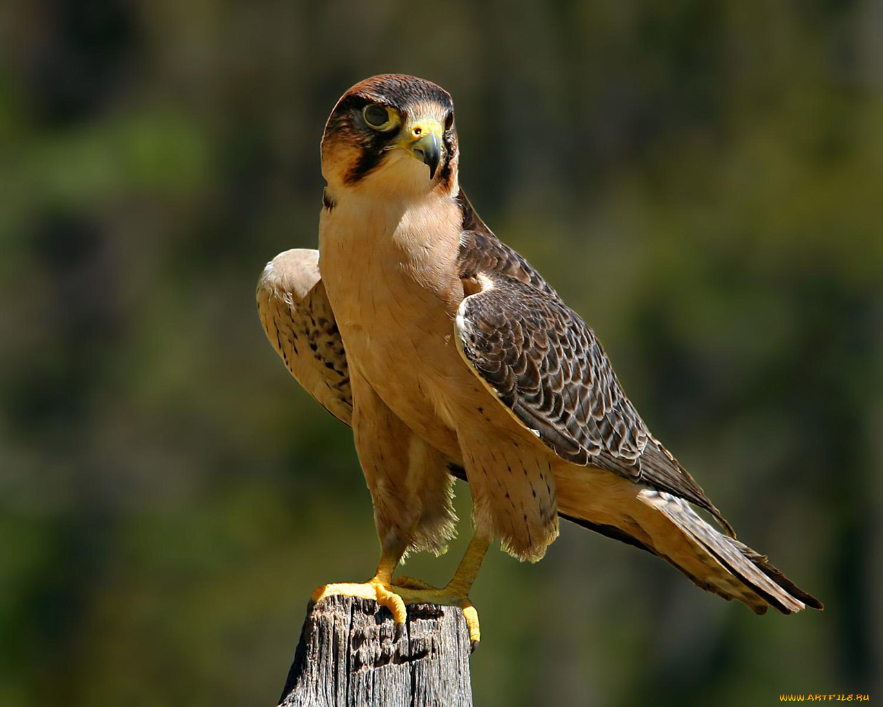 животные, птицы, хищники