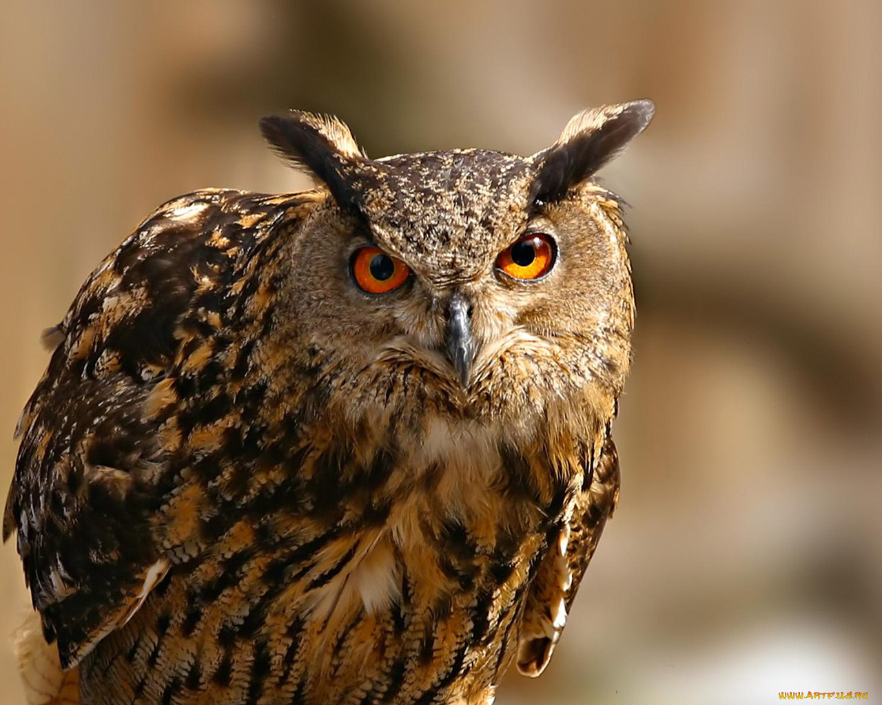 животные, совы