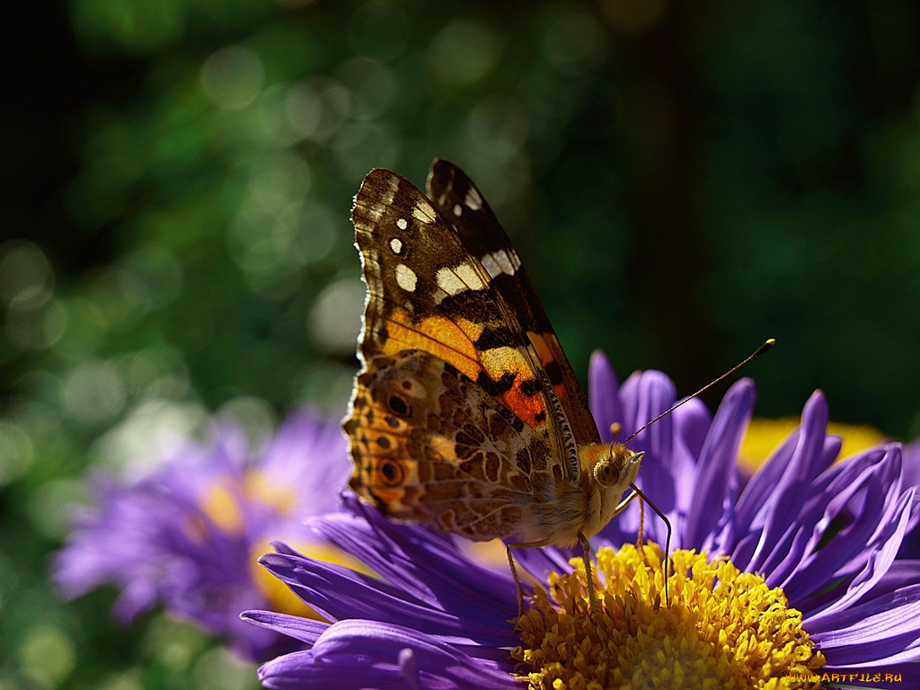 животные, бабочки
