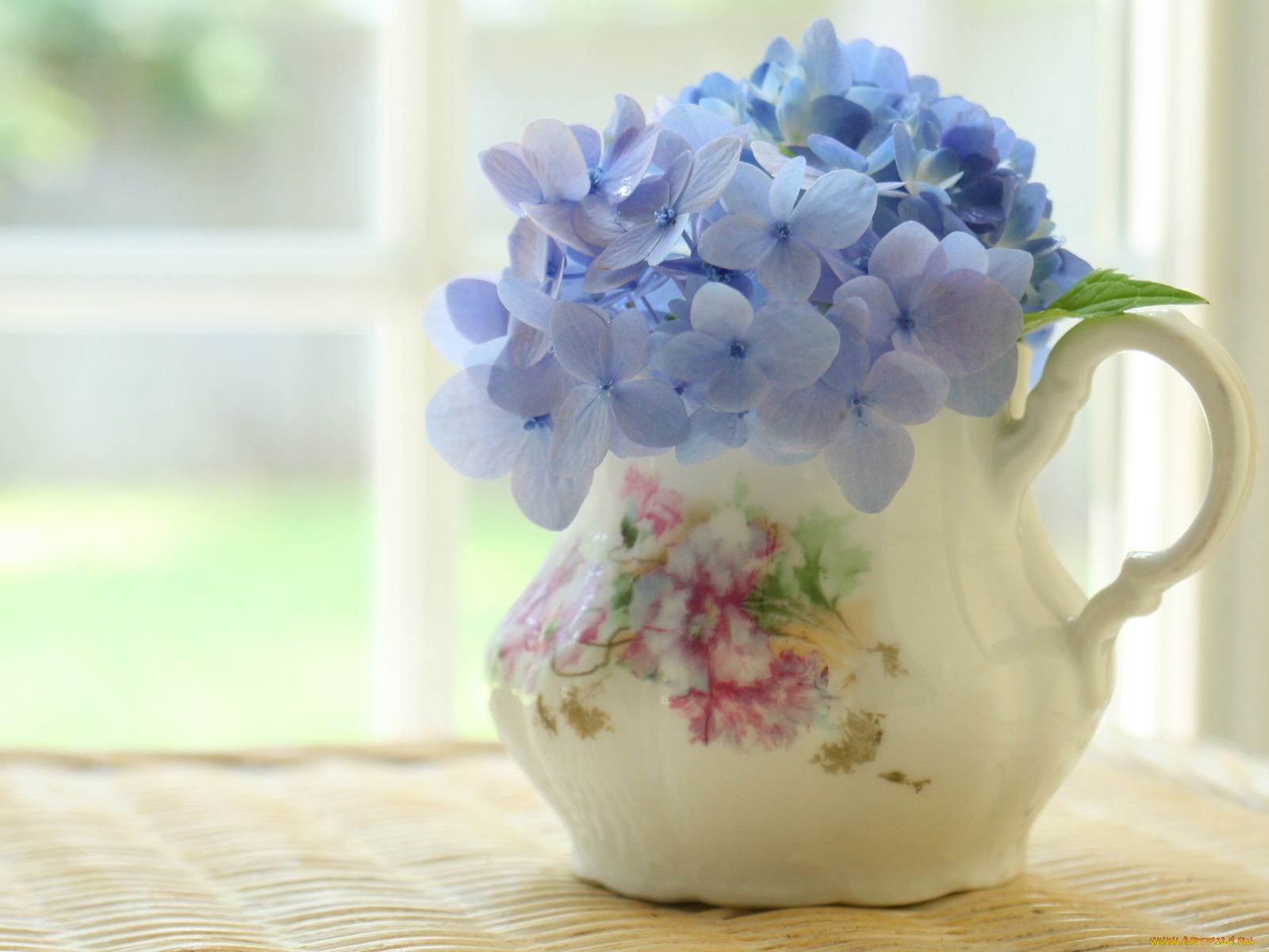 цветы, гортензия