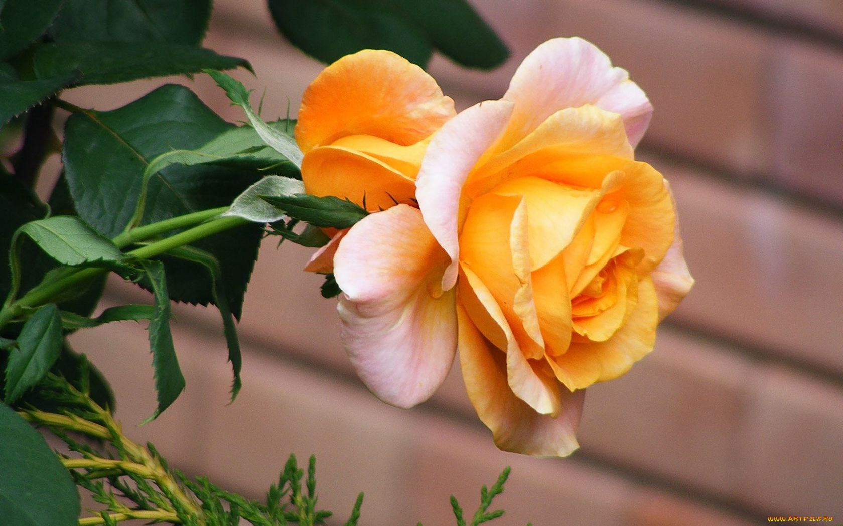 цветы, розы