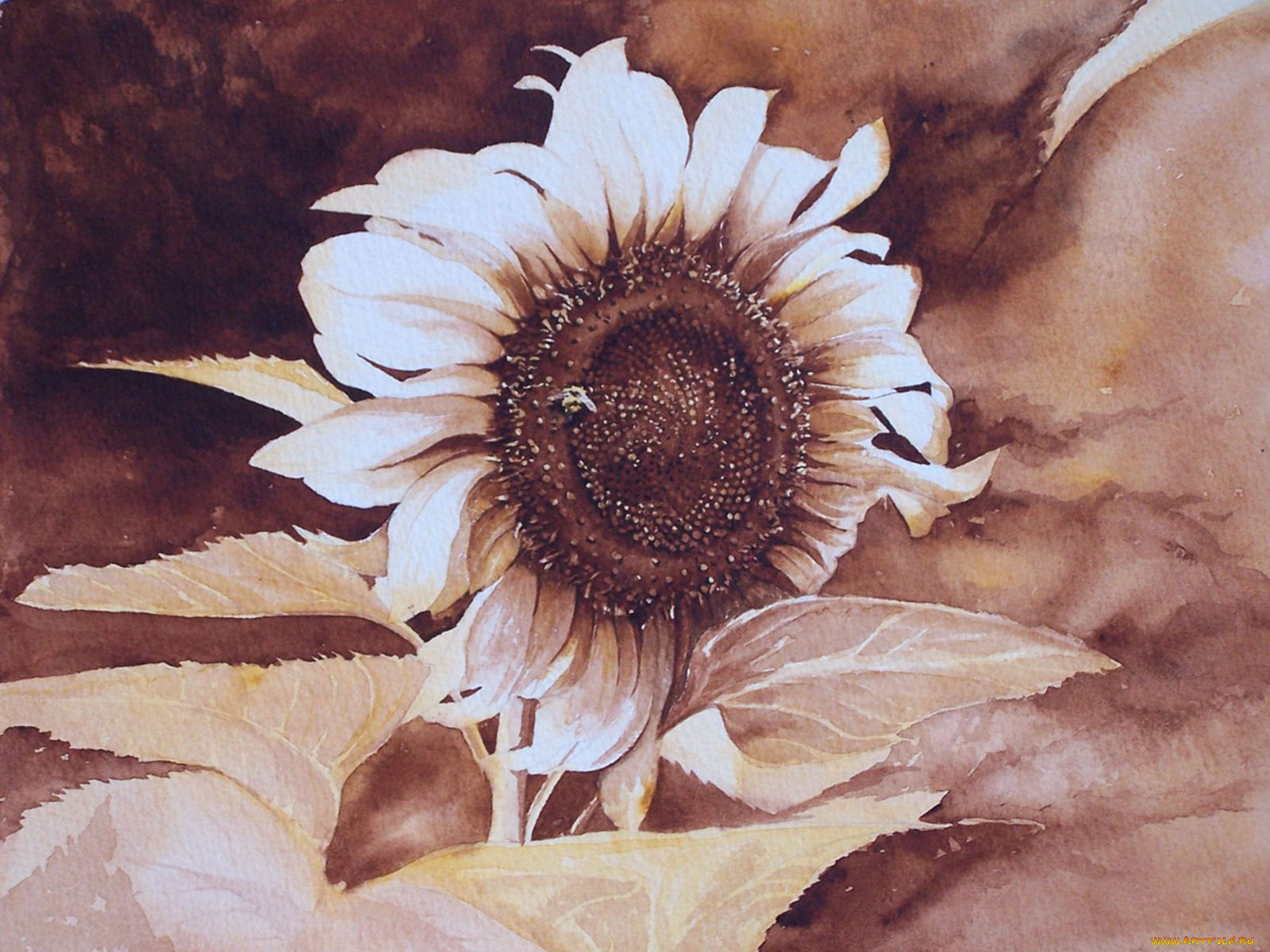 рисованные, цветы, подсолнух