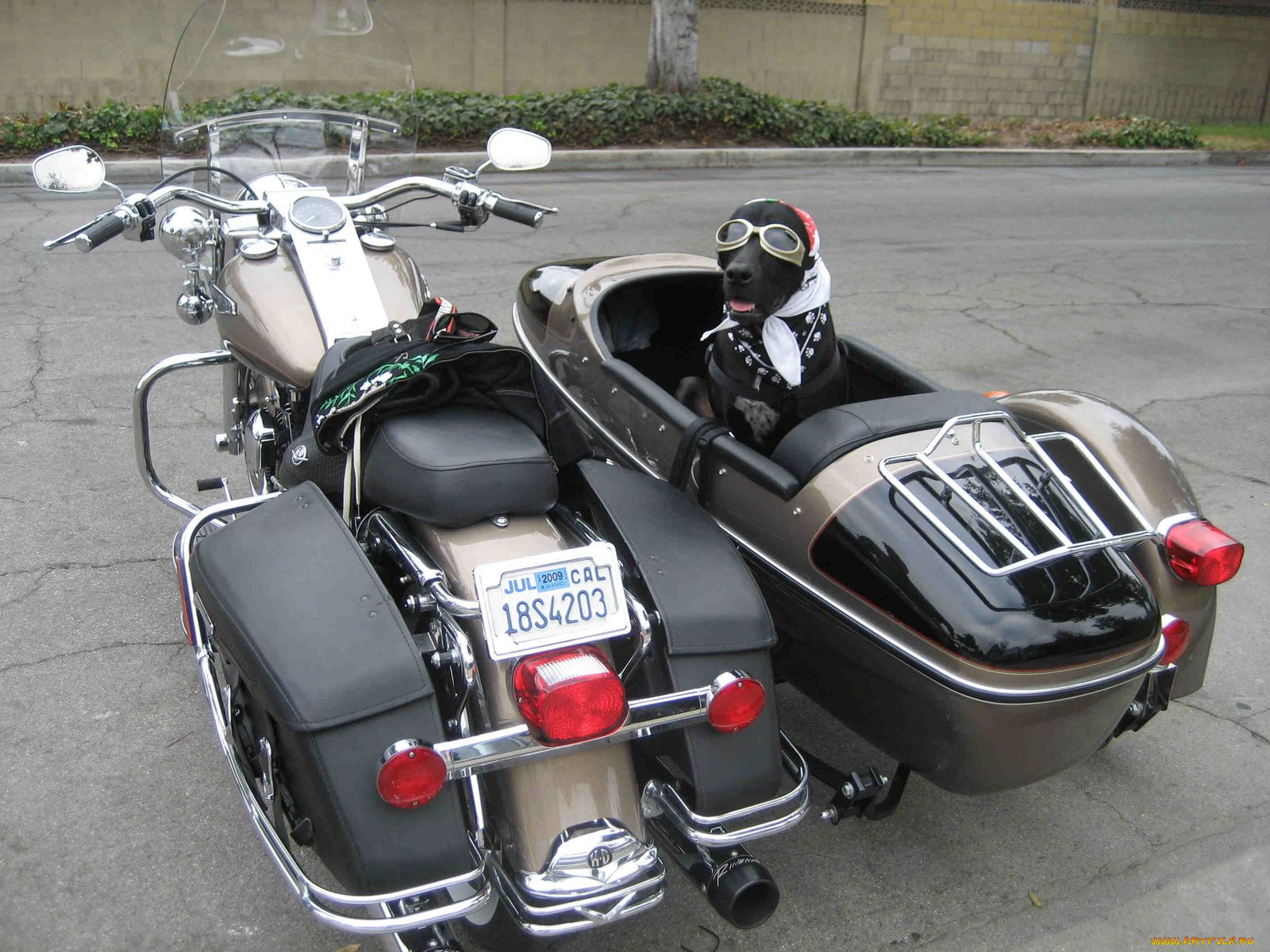 животные, собаки, harley, davidson