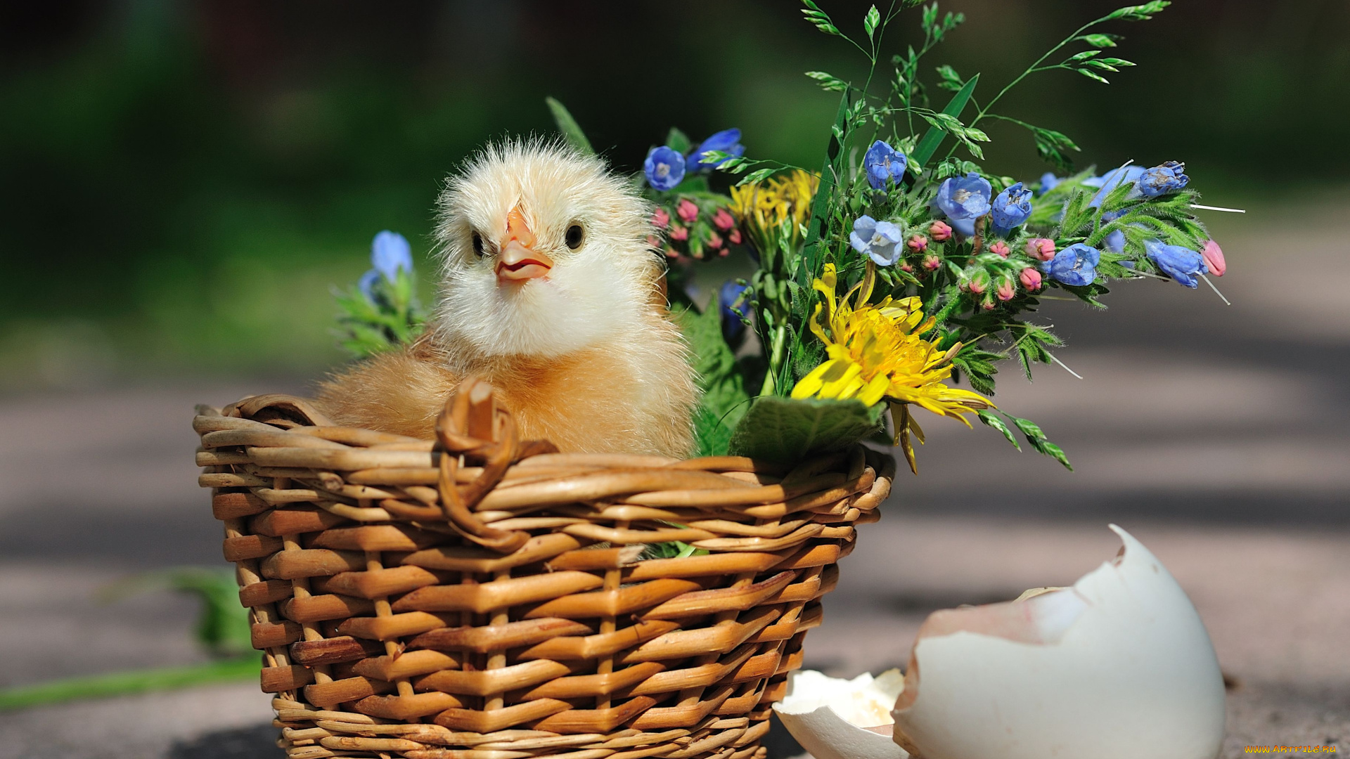 авт, сотсков, николай, животные, куры, петухи, цыпленок, в, корзине, скорлупа, корзина, цыплёнок, разбитая