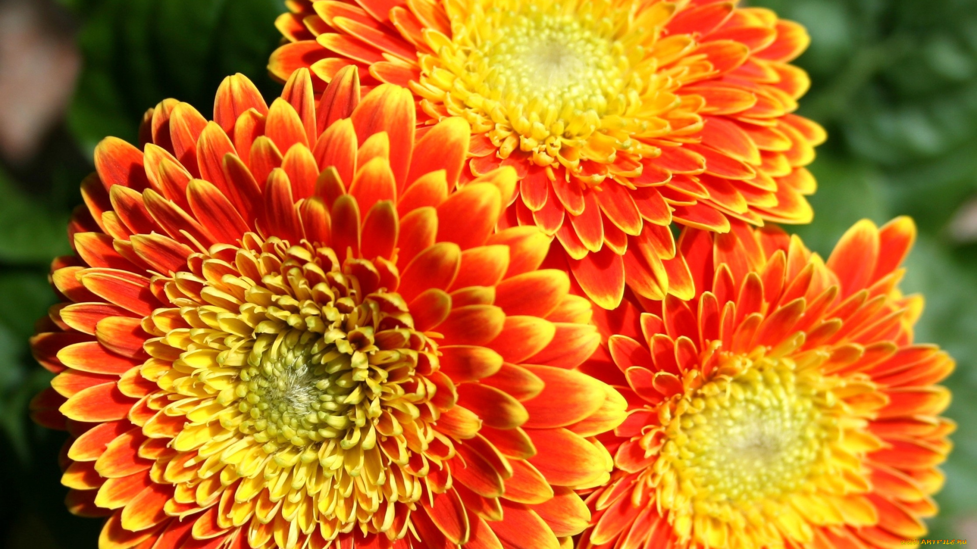 цветы, герберы, оранжевый, яркий