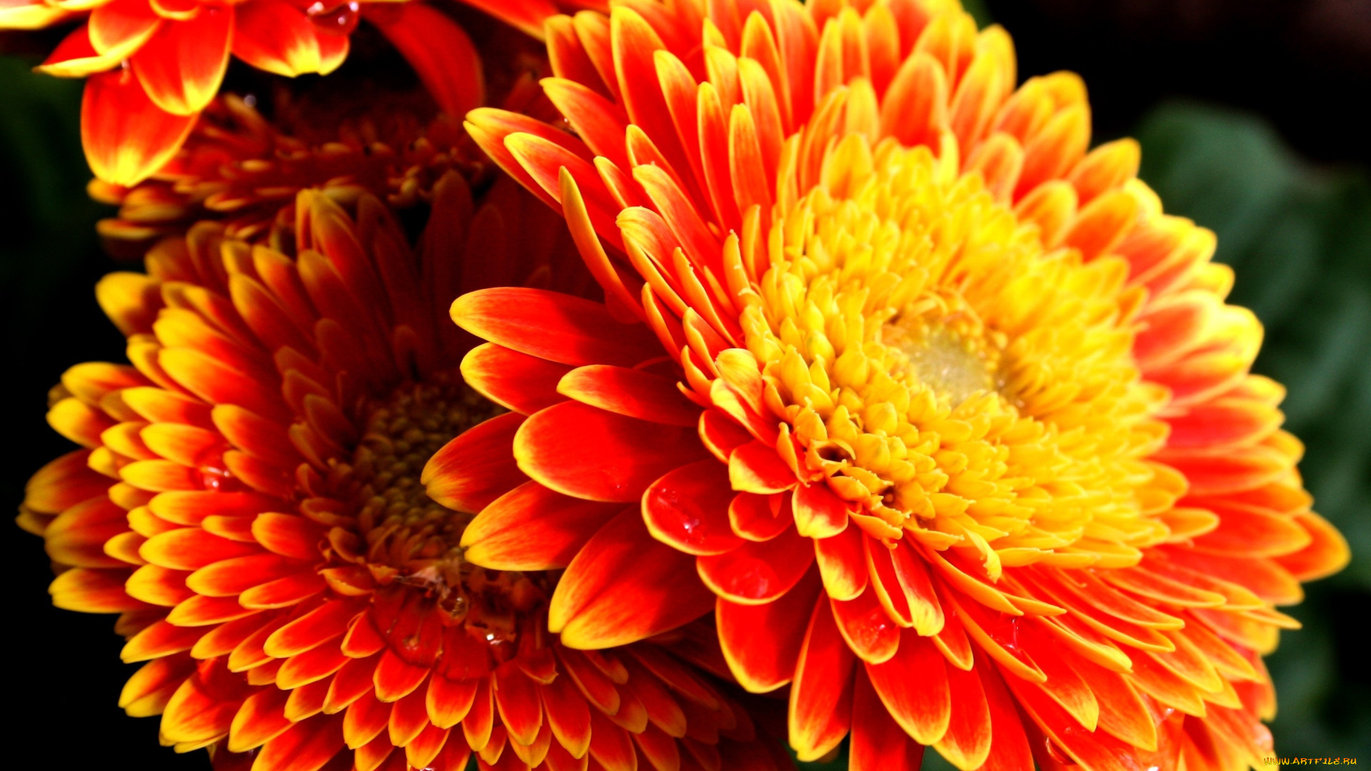 цветы, герберы, яркий, оранжевый