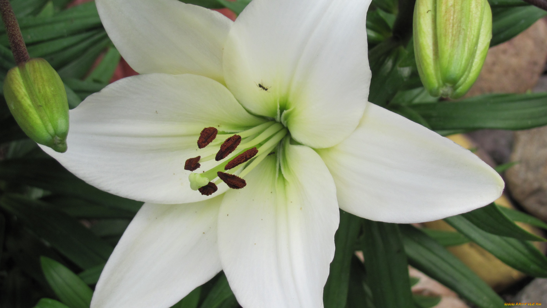 цветы, лилии, лилейники, белай, цветок, крупно