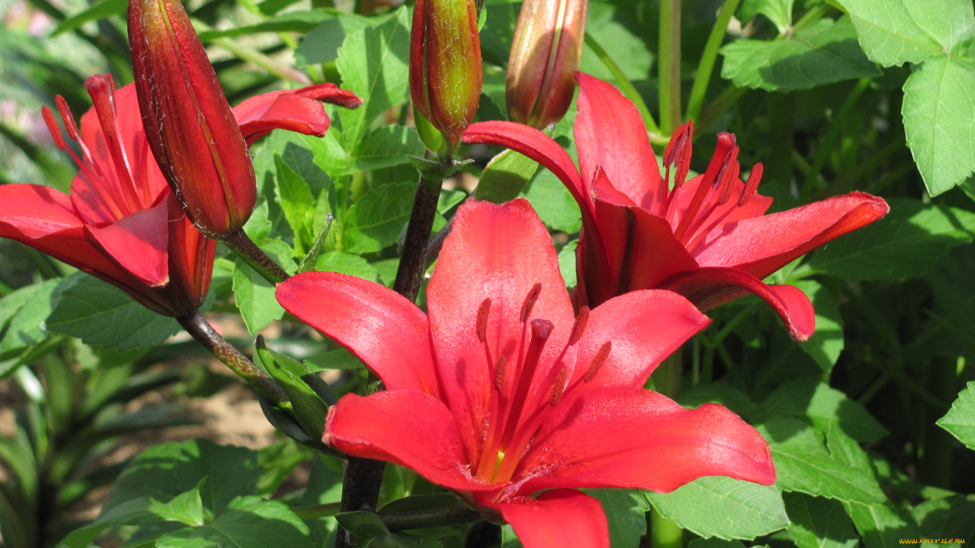 цветы, лилии, лилейники, бутоны, красные