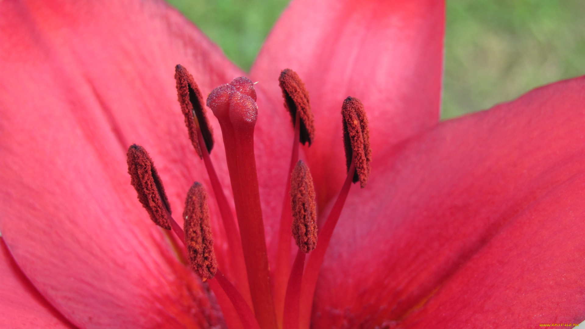 цветы, лилии, лилейники, макро, красный