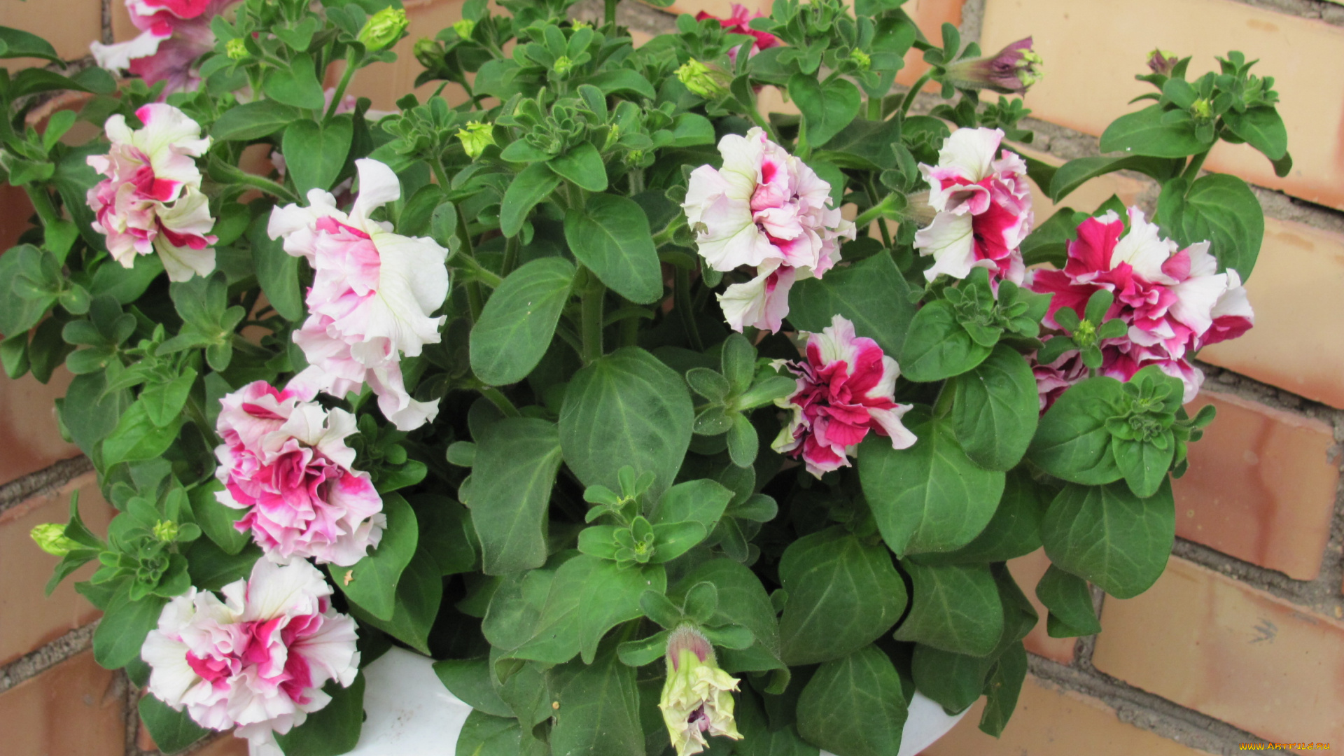 цветы, петунии, калибрахоа, махровые