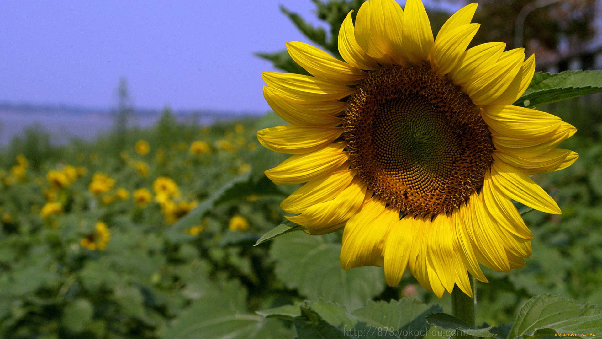 цветы, подсолнухи