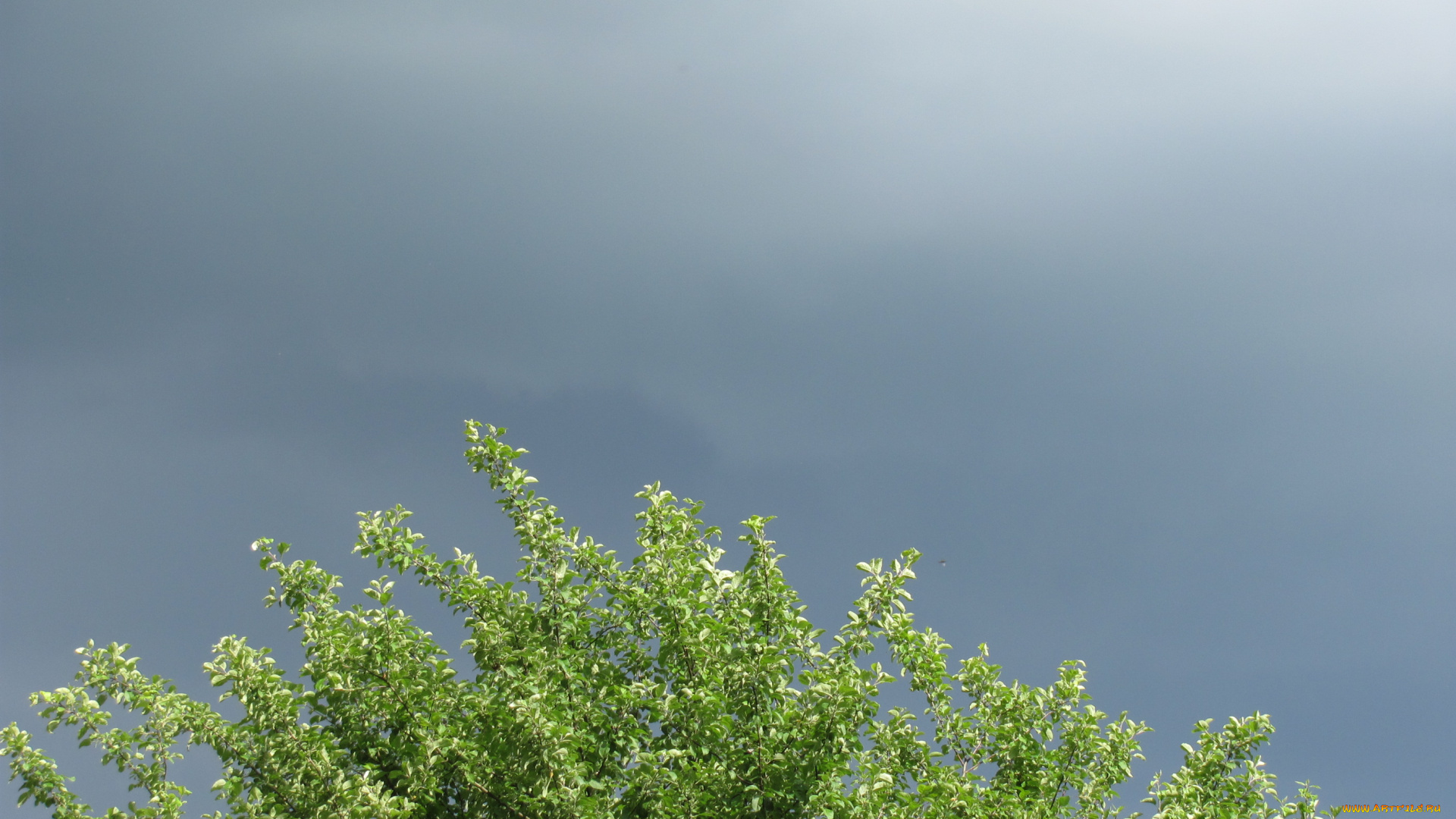 природа, деревья, груша, грозовое, небо