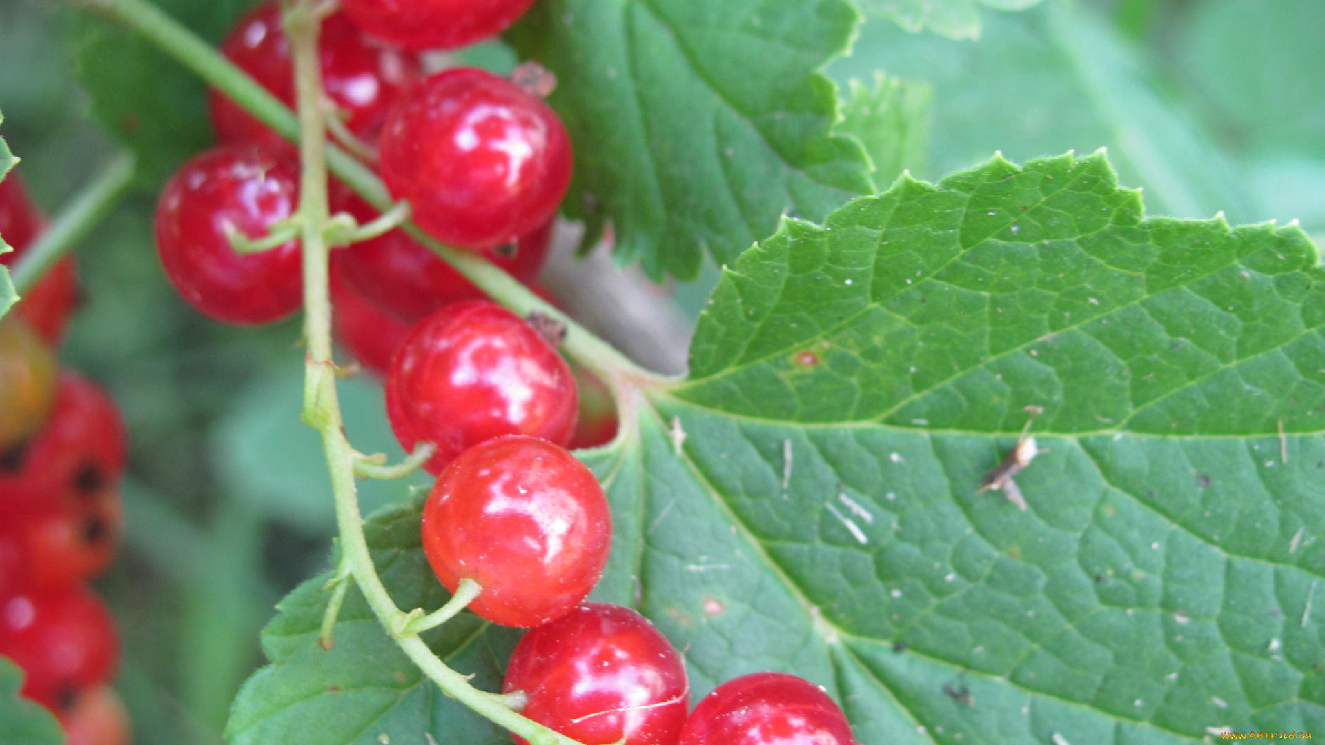 природа, Ягоды, красное, на, зеленом