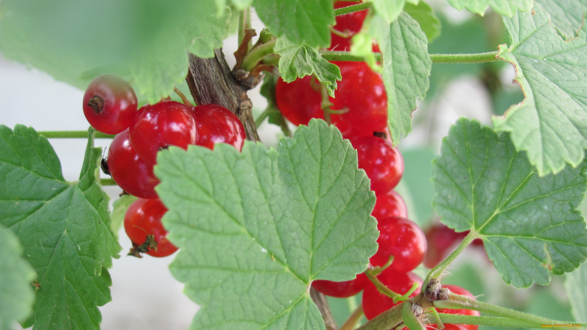 природа, Ягоды, красные, ягоды, за, зелеными, листьями