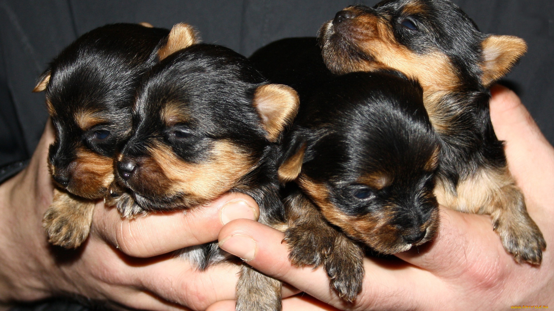 животные, собаки, терьер, щенки