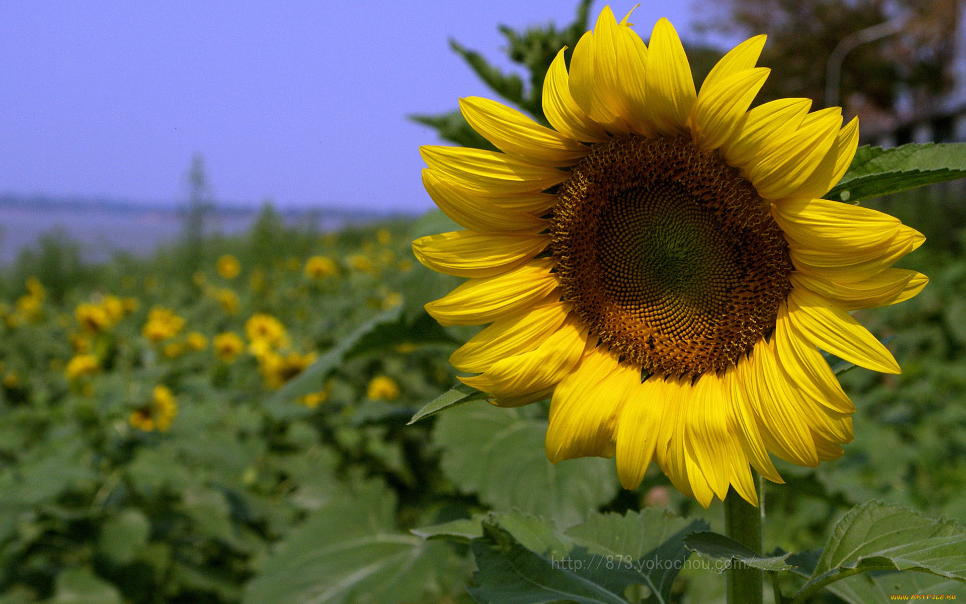 цветы, подсолнухи