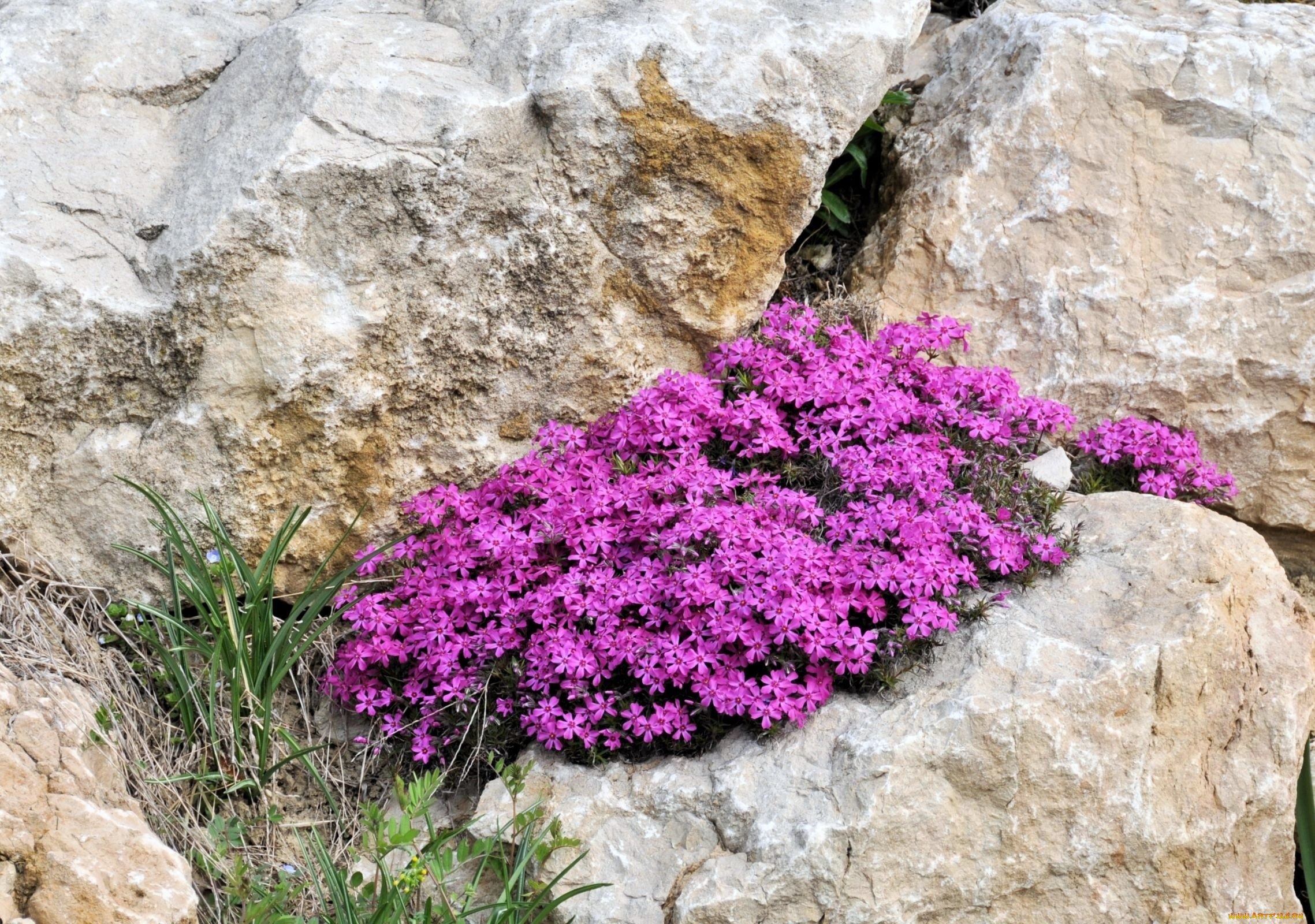 цветы, флоксы, розовый, яркий, камни