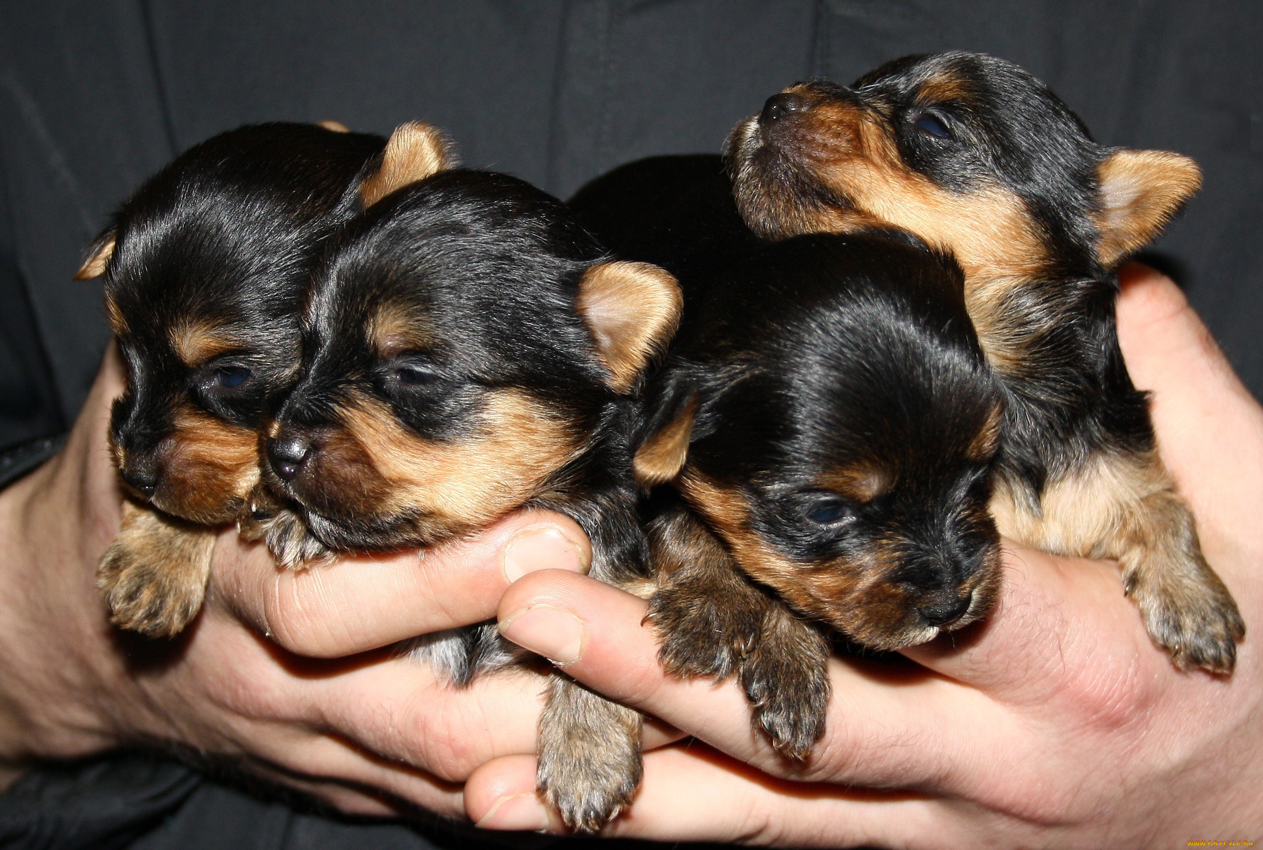 животные, собаки, терьер, щенки