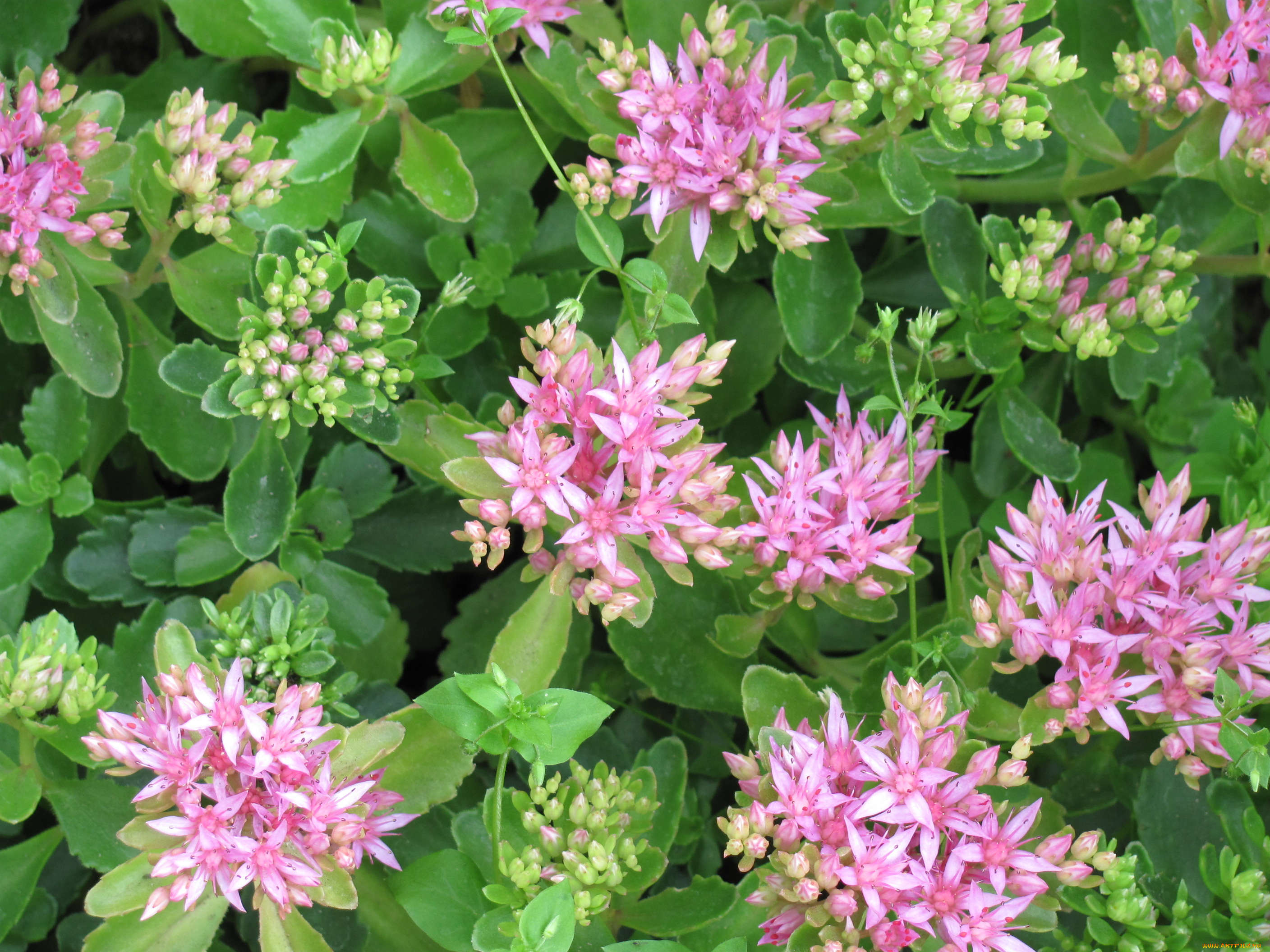 цветы, каланхоэ, зеленый, розовый