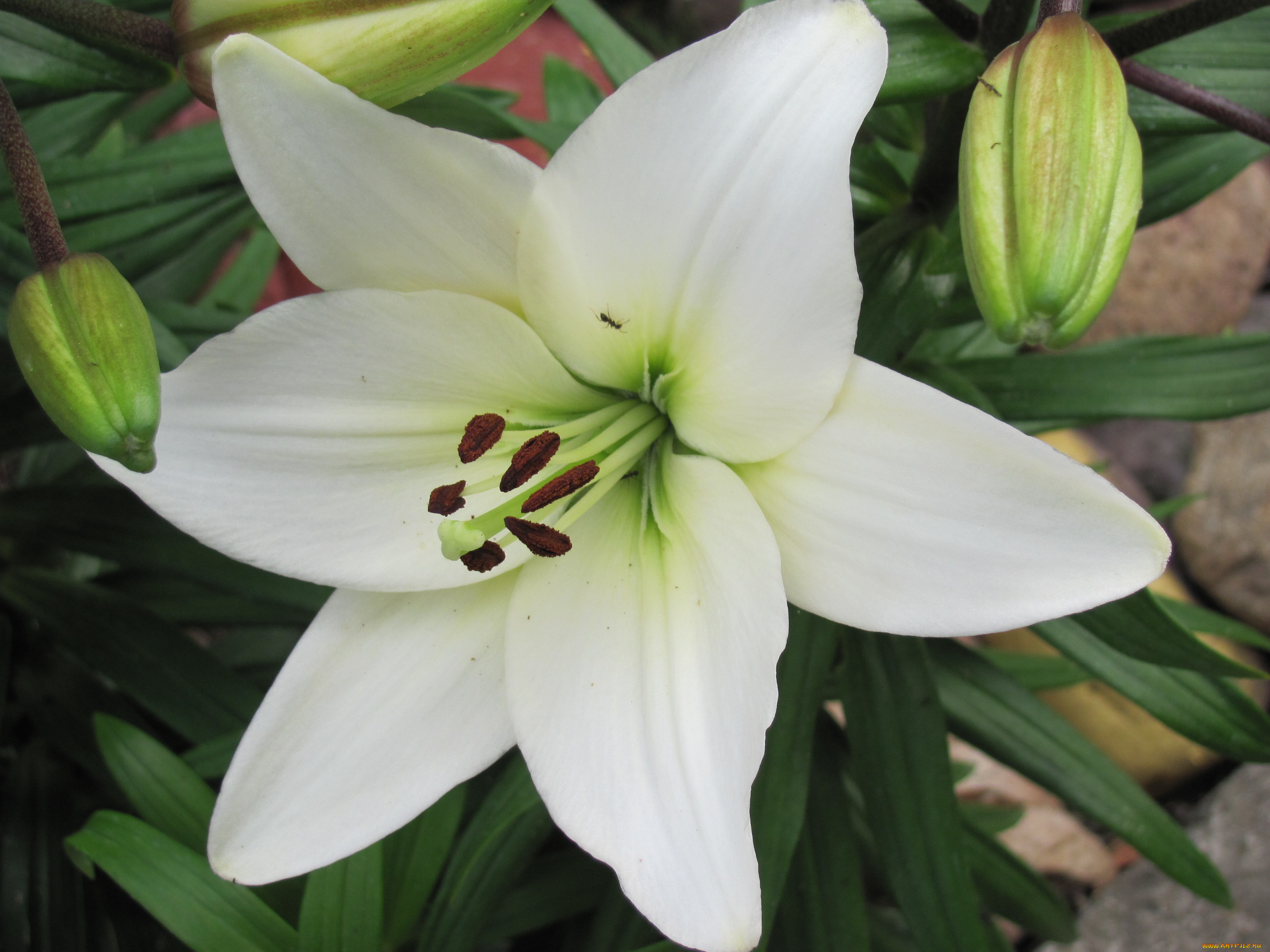 цветы, лилии, лилейники, белай, цветок, крупно