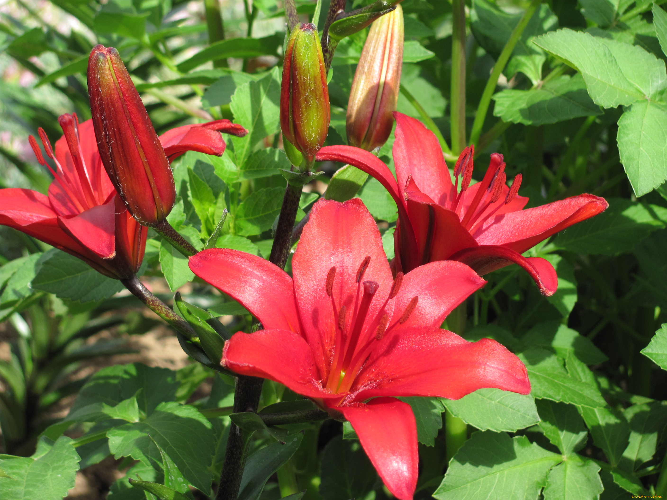 цветы, лилии, лилейники, бутоны, красные