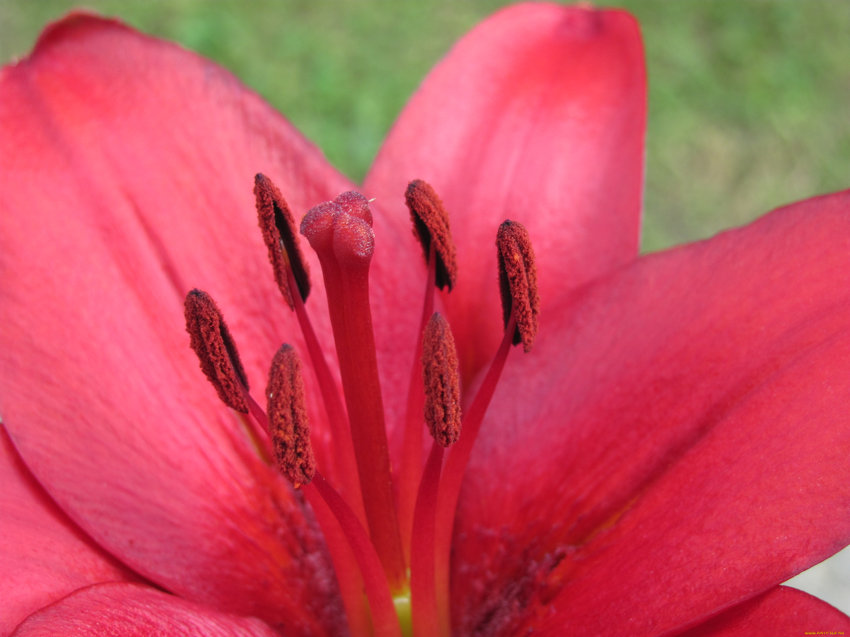 цветы, лилии, лилейники, макро, красный